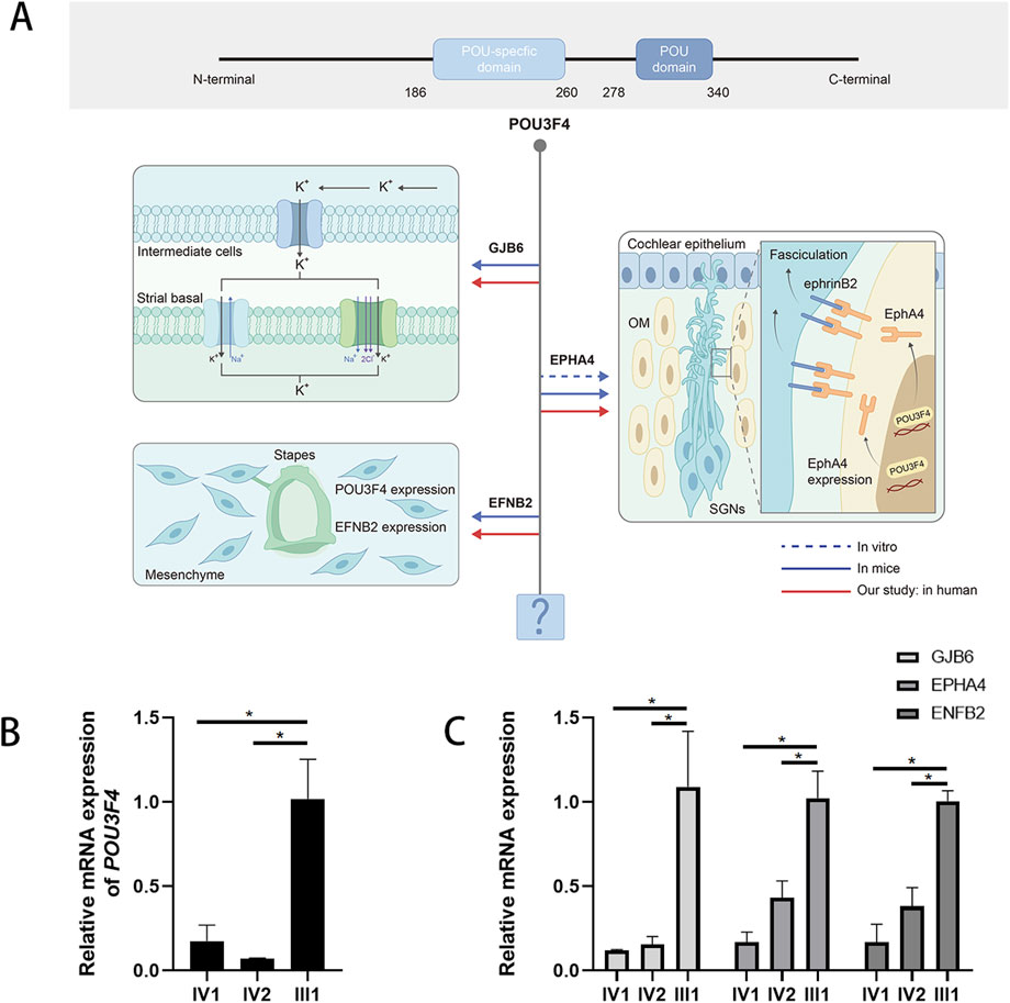 Diagram illustrating the POU3F4 protein structure and its interactions. Panel A shows POU3F4 expression in cochlear and mesenchymal cells, interacting with GJB6, EFNA4, and EFNB2. Panels B and C display graphs of mRNA expressions, with significant differences indicated by asterisks, comparing POU3F4, GJB6, EFNA4, and EFNB2 in IV1, IV2, and III1 conditions.