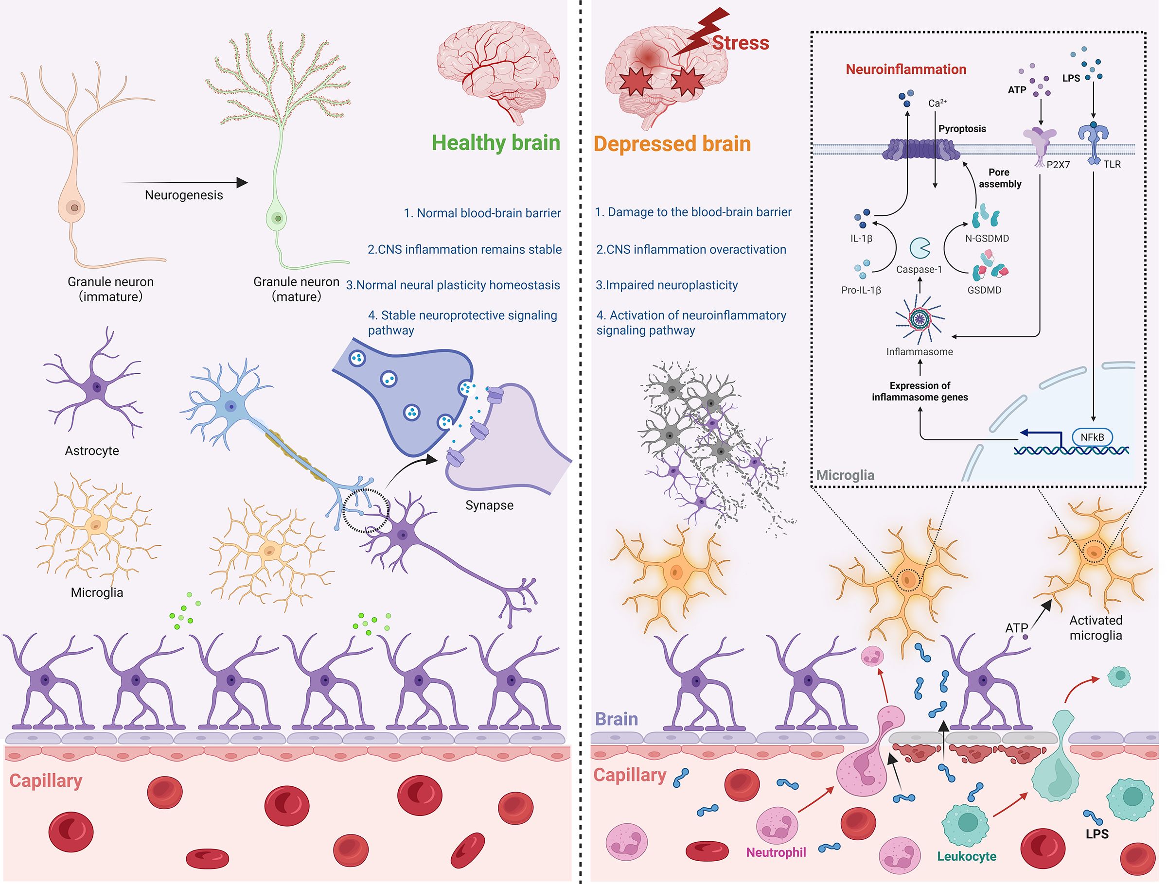 Diagram comparing healthy and depressed brains. The healthy brain shows neurogenesis, stable neural plasticity, and neuroprotective signaling with a stable blood-brain barrier. The depressed brain highlights stress-induced neuroinflammation, damage to the blood-brain barrier, and overactive inflammation pathways. Key elements include neurons, astrocytes, microglia, synapses, and capillaries, showcasing cellular interactions and differences in immune responses, such as the activation of microglia and inflammasomes.