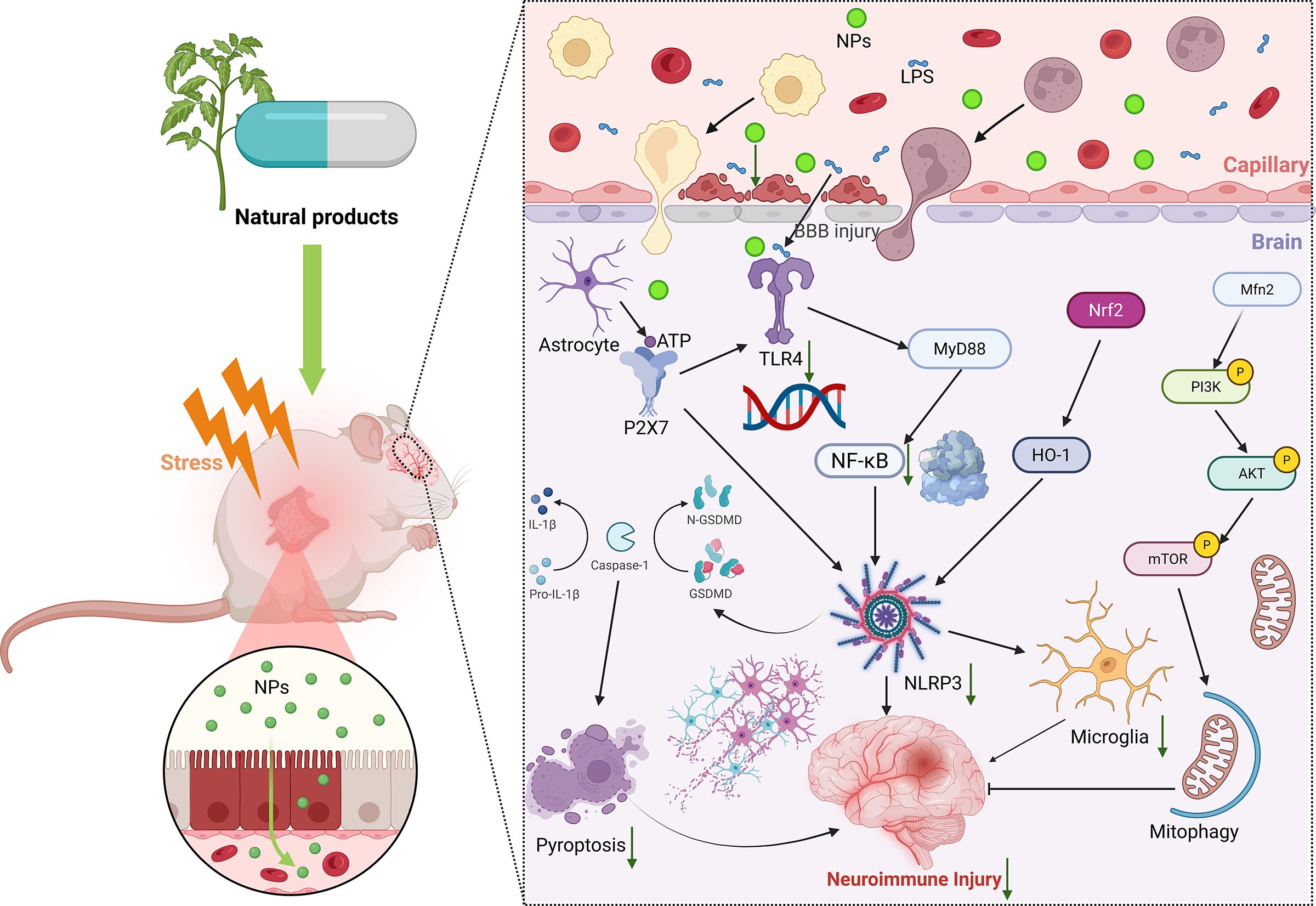 Diagram illustrating the effects of stress and natural products on neuroimmune injury in a mouse model. Natural products are shown to potentially mitigate stress-induced injuries. Arrows indicate pathways involving BBB injury, ATP, TLR4, NF-kB, and other molecular interactions like NLRP3, leading to neuroimmune injuries. The illustration includes detailed biological components such as astrocytes, microglia, and cellular processes like pyroptosis and mitophagy.