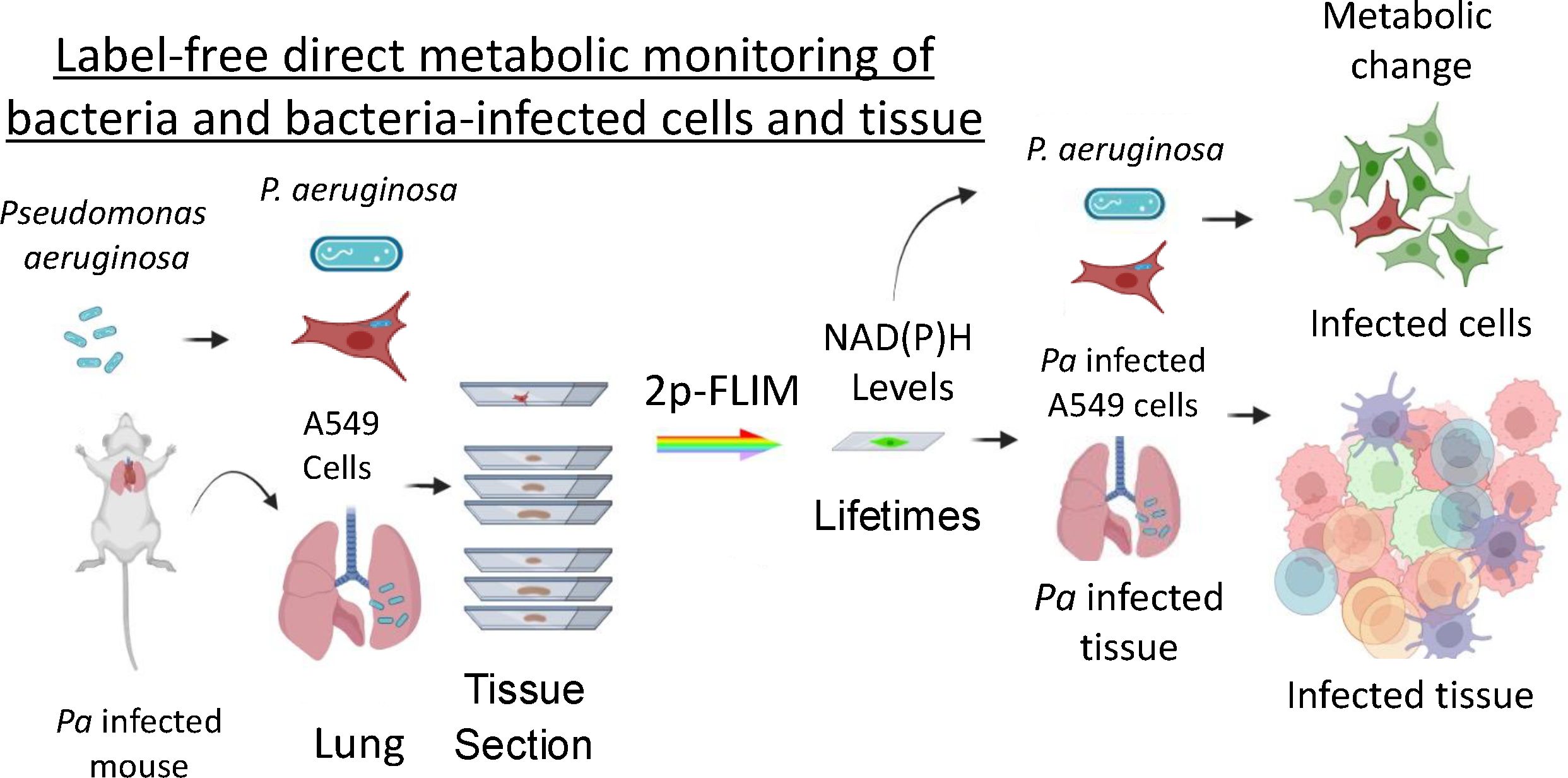 Diagram illustrating label-free direct metabolic monitoring of cells and tissue. It shows Pseudomonas aeruginosa infecting A549 cells and mouse lung tissue. Histology and 2p-FLIM techniques are used to assess NAD(P)H levels and metabolic changes in infected cells and tissue.