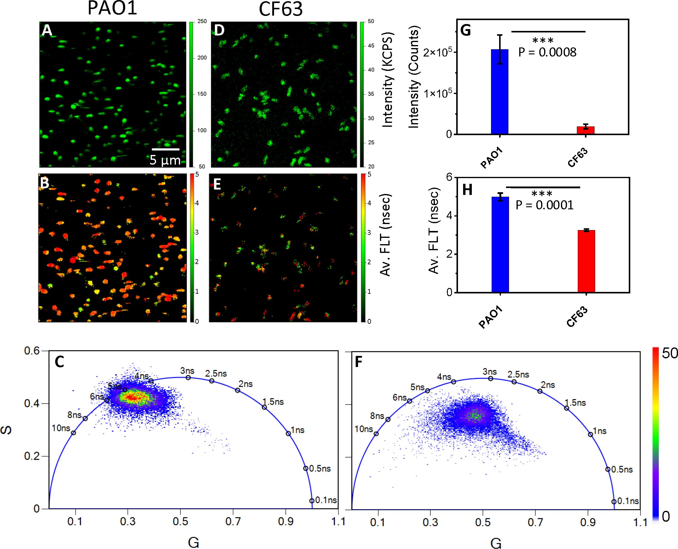 Fluorescence microscopy and analysis of PAO1 and CF63 bacteria. Images A and D show green fluorescence intensity. Images B and E display corresponding lifetime maps with a color scale bar. Graphs G and H compare intensity counts and average fluorescence lifetime (FLT) with significant differences marked by p-values for PAO1 and CF63. Graphs C and F are plots of FLT distributions, with a color gradient bar on the side indicating count density.