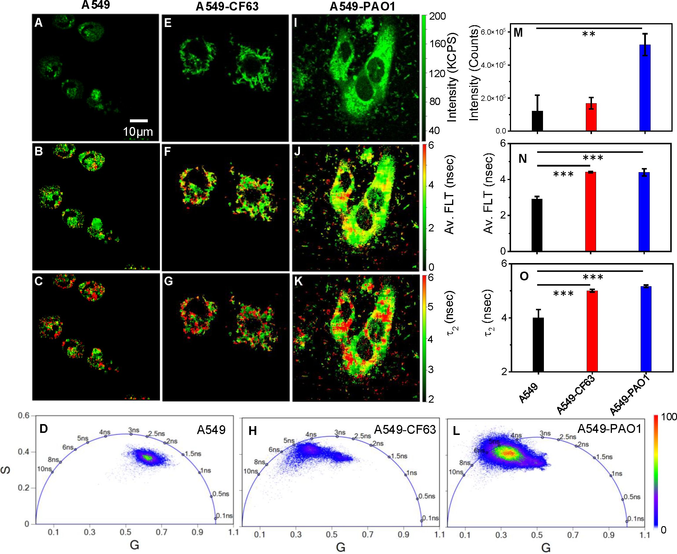 Fluorescence microscopy and lifetime imaging of A549, A549-CF63, and A549-PAO1 cells. Panels A-C, E-G, and I-K show fluorescence images with varied green and red intensities. Panels D, H, and L display phasor plots. Panels M-O present intensity and lifetime data with bar graphs, indicating higher intensity and lifetime in A549-PAO1 cells. Scale bar is 10 micrometers.
