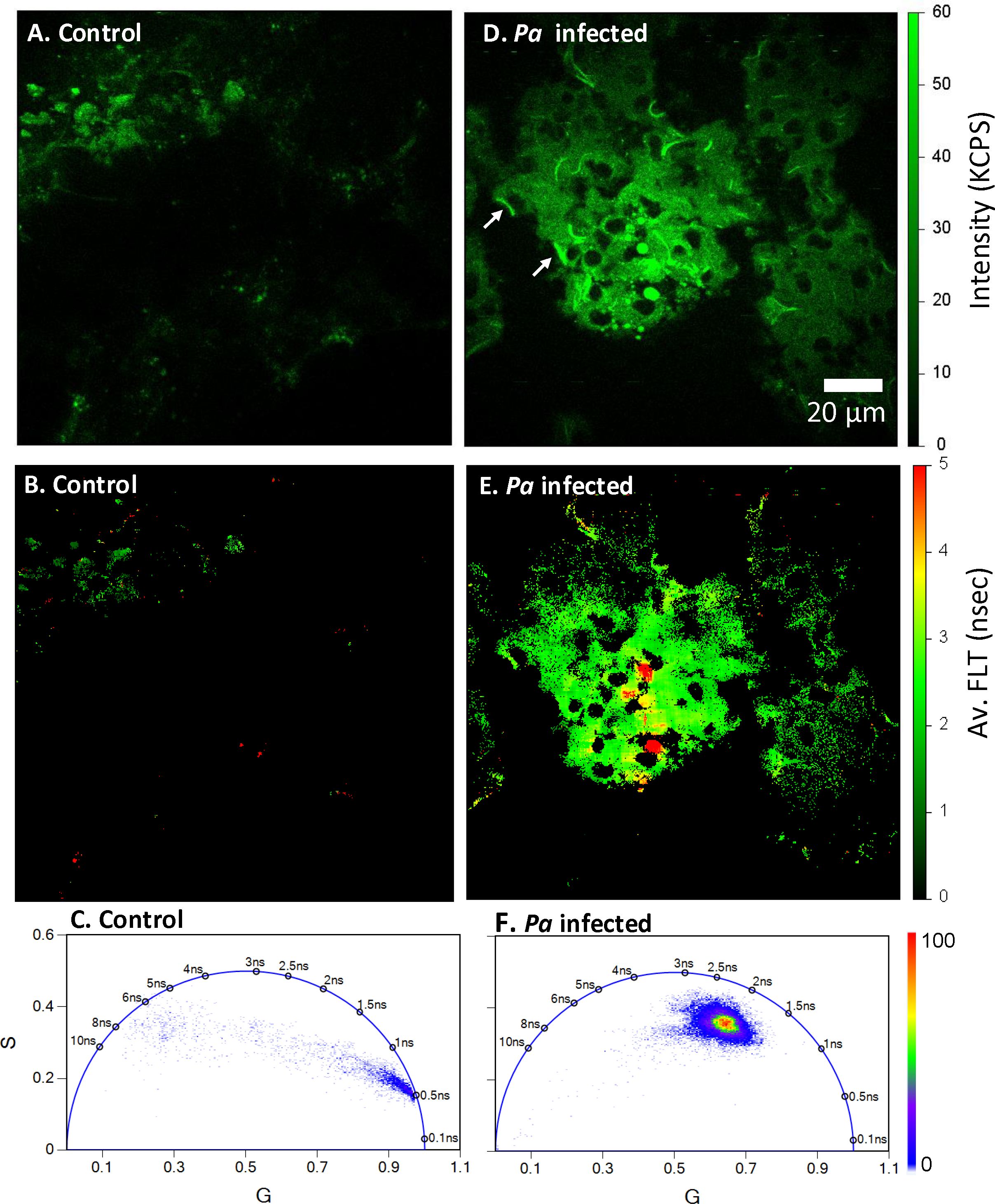 Microscopy images and graphs showing control and *Pa* infected samples. Panels A and D display green fluorescence, with D highlighting brighter green and white arrows indicating specific areas. Panels B and E show lifetime maps, with E having a range from green to red indicating varying lifetimes. Panels C and F are S versus G plots, illustrating the distribution of fluorescence lifetimes for both control and *Pa* infected samples, with a denser concentration in F. Scale and intensity bars are included for reference.