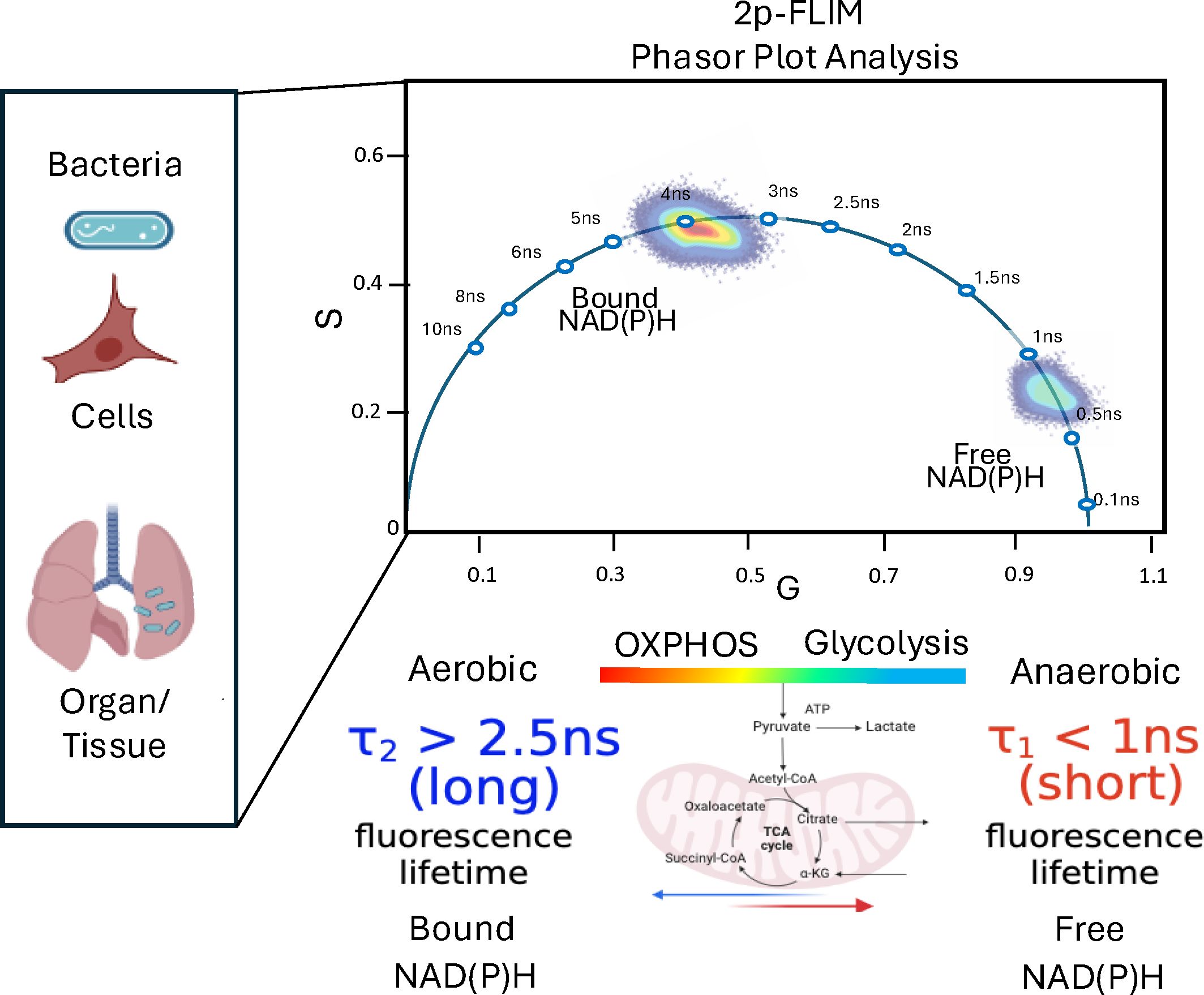 Phasor plot analysis from a 2p-FLIM experiment shows fluorescence lifetimes of NAD(P)H. Images illustrate bacteria, cells, and organs. The plot demonstrates the shift from aerobic OXPHOS with bound NAD(P)H (>2.5 ns) to anaerobic glycolysis with free NAD(P)H (<1 ns). A diagram of mitochondrial metabolic pathways is included.
