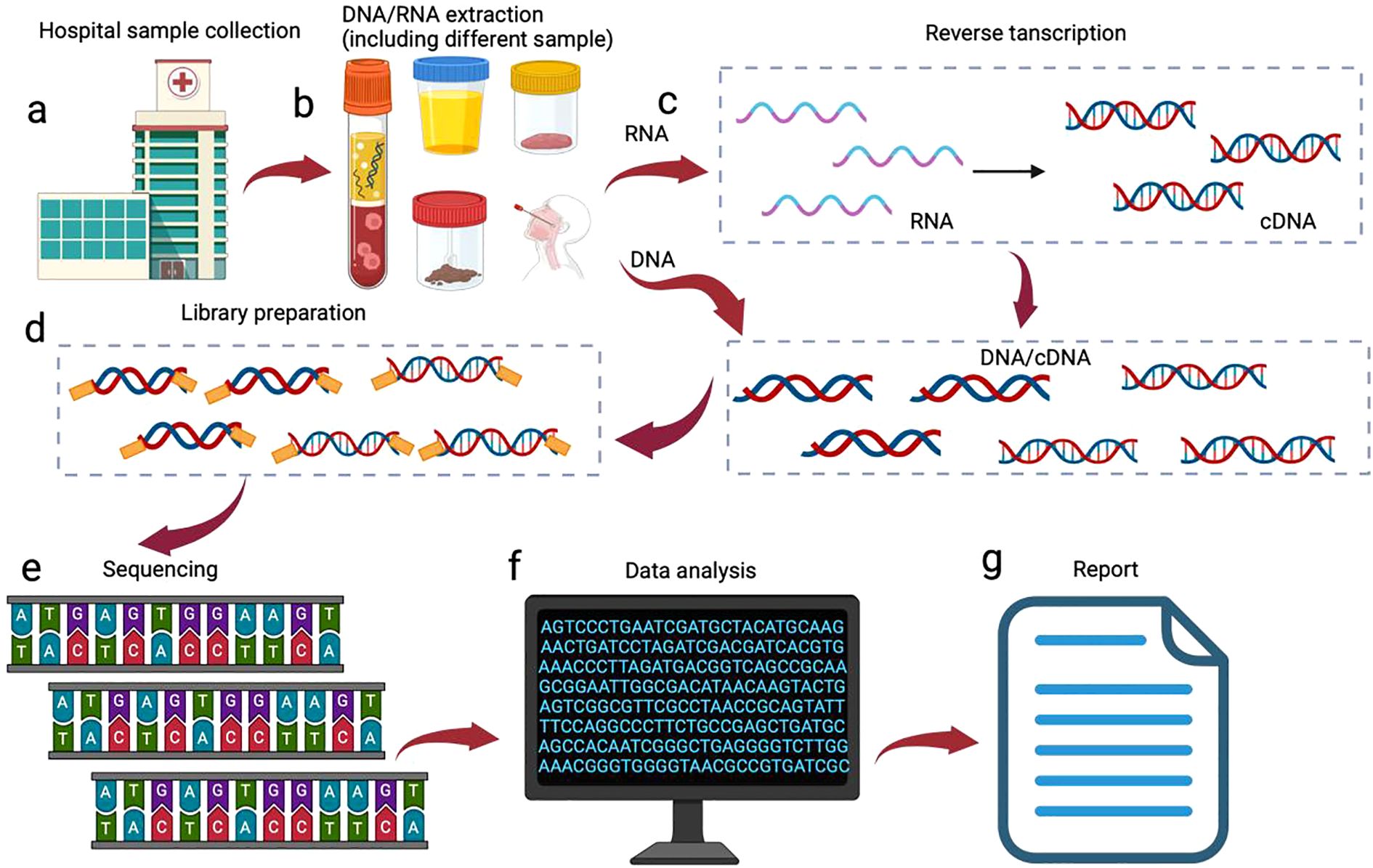 Flowchart illustrating a genetic analysis process. Steps include: a) Hospital sample collection, b) DNA/RNA extraction with various sample types, c) Reverse transcription to convert RNA to cDNA, d) Library preparation of DNA/cDNA, e) Sequencing with detailed base pair sequences shown, f) Data analysis on a computer screen displaying nucleotide sequences, g) Report generation. Arrows indicate the process flow from samples to reports.