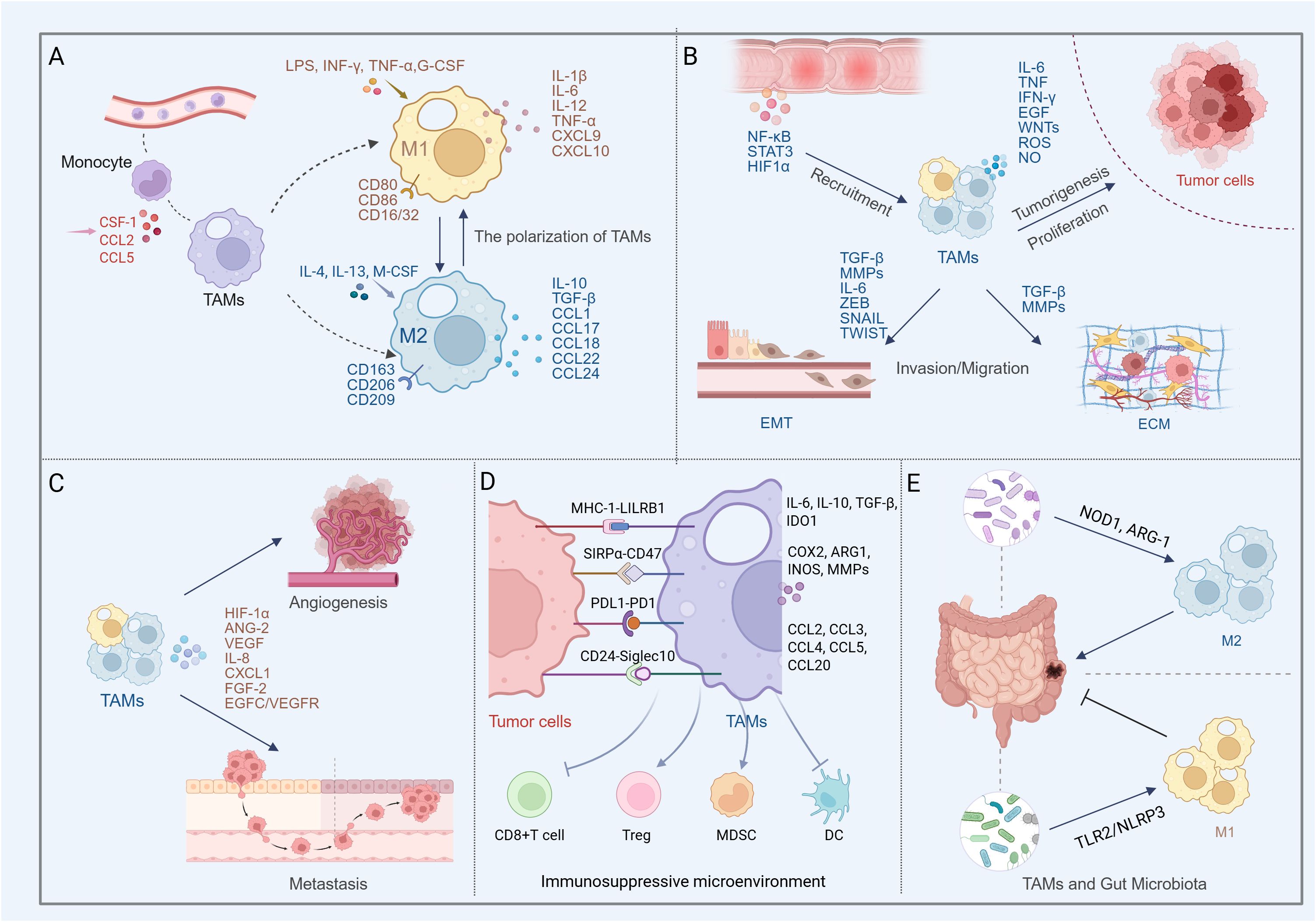 Diagram illustrating the role of tumor-associated macrophages (TAMs) in cancer progression. Panel A shows TAM polarization into M1 and M2 phenotypes. Panel B depicts TAM recruitment and effects on tumor genesis and invasion. Panel C highlights TAM involvement in angiogenesis and metastasis. Panel D indicates how TAMs contribute to an immunosuppressive microenvironment. Panel E illustrates interaction between TAMs and gut microbiota.
