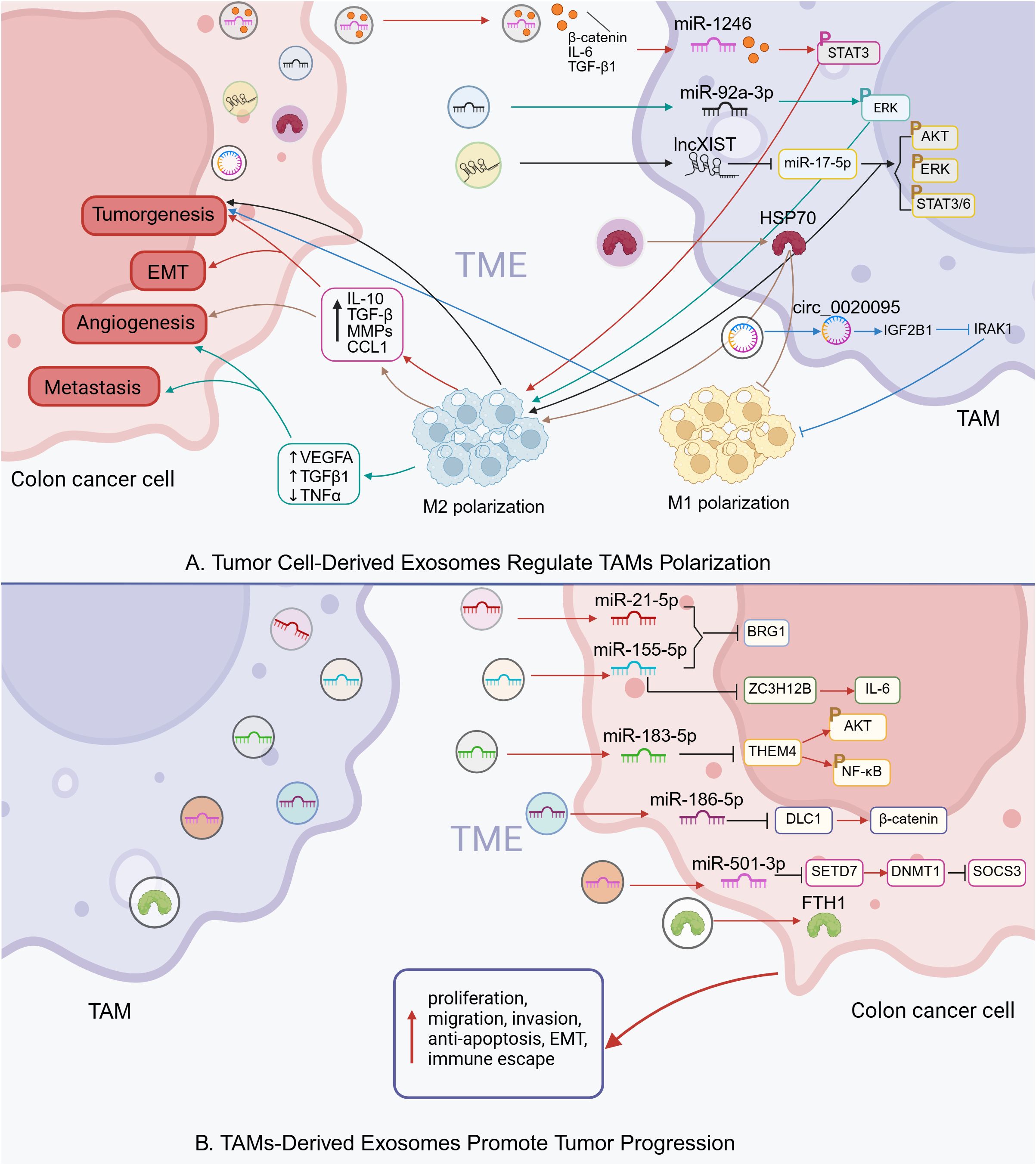 Diagram illustrating how tumor cell-derived exosomes regulate the polarization of tumor-associated macrophages (TAMs) and promote tumor progression. Part A shows exosomes influencing TAMs towards M1 or M2 polarization via specific microRNAs and proteins, impacting tumorigenesis, EMT, angiogenesis, and metastasis. Part B depicts TAMs-derived exosomes enhancing colon cancer cell activities like proliferation, migration, and immune escape through various signaling pathways and interactions, involving microRNAs and proteins.