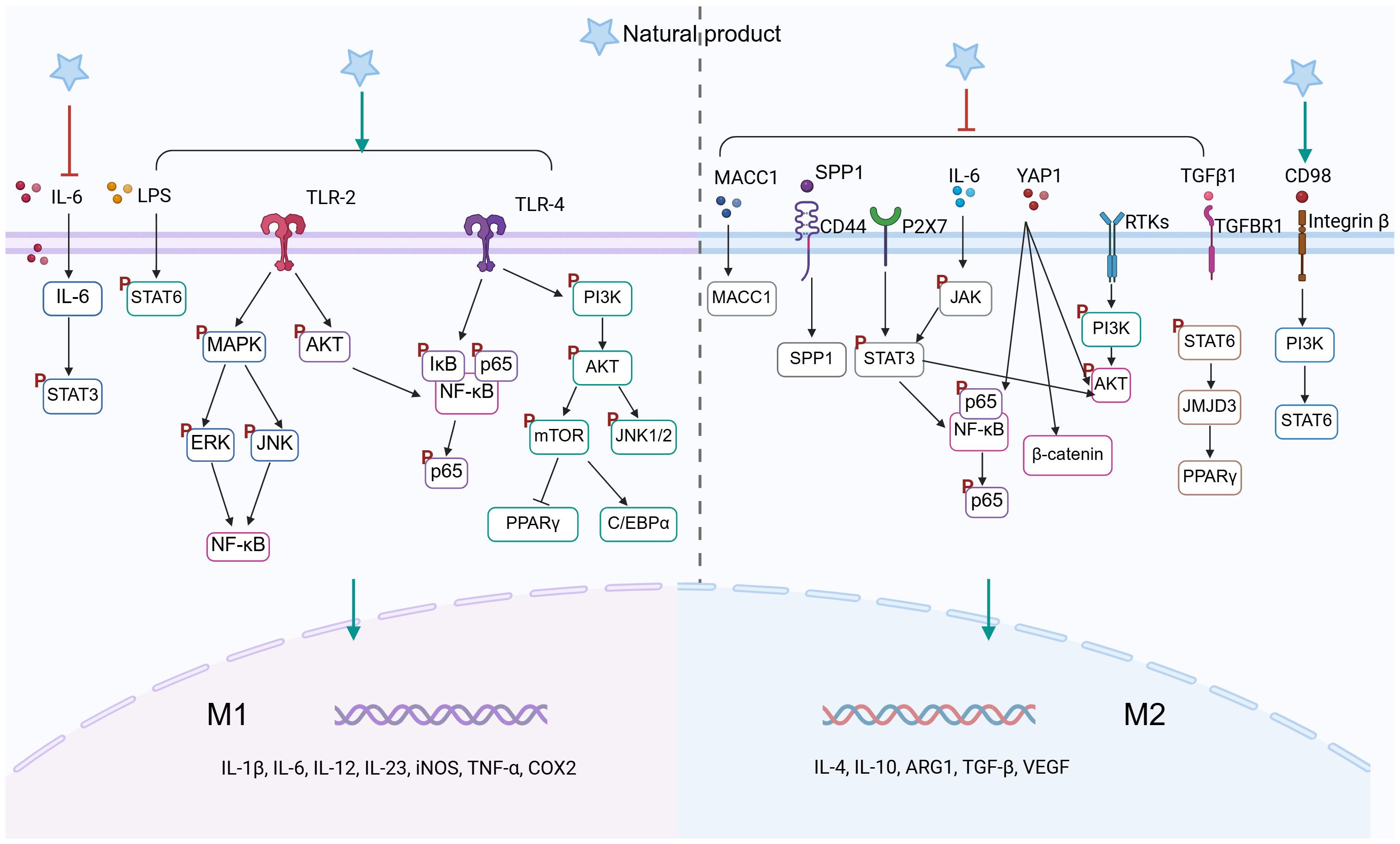 Diagram showing signaling pathways for M1 and M2 polarization influenced by natural products. M1 involves IL-6, TLR-2, and TLR-4 pathways leading to activation of STAT3, NF-κB, and PPARγ. M2 features pathways involving MACC1, SPP1, YAP1, and TGFβ1, activating STAT3, β-catenin, and PI3K. M1 is associated with pro-inflammatory cytokines, while M2 involves anti-inflammatory and repair cytokines.