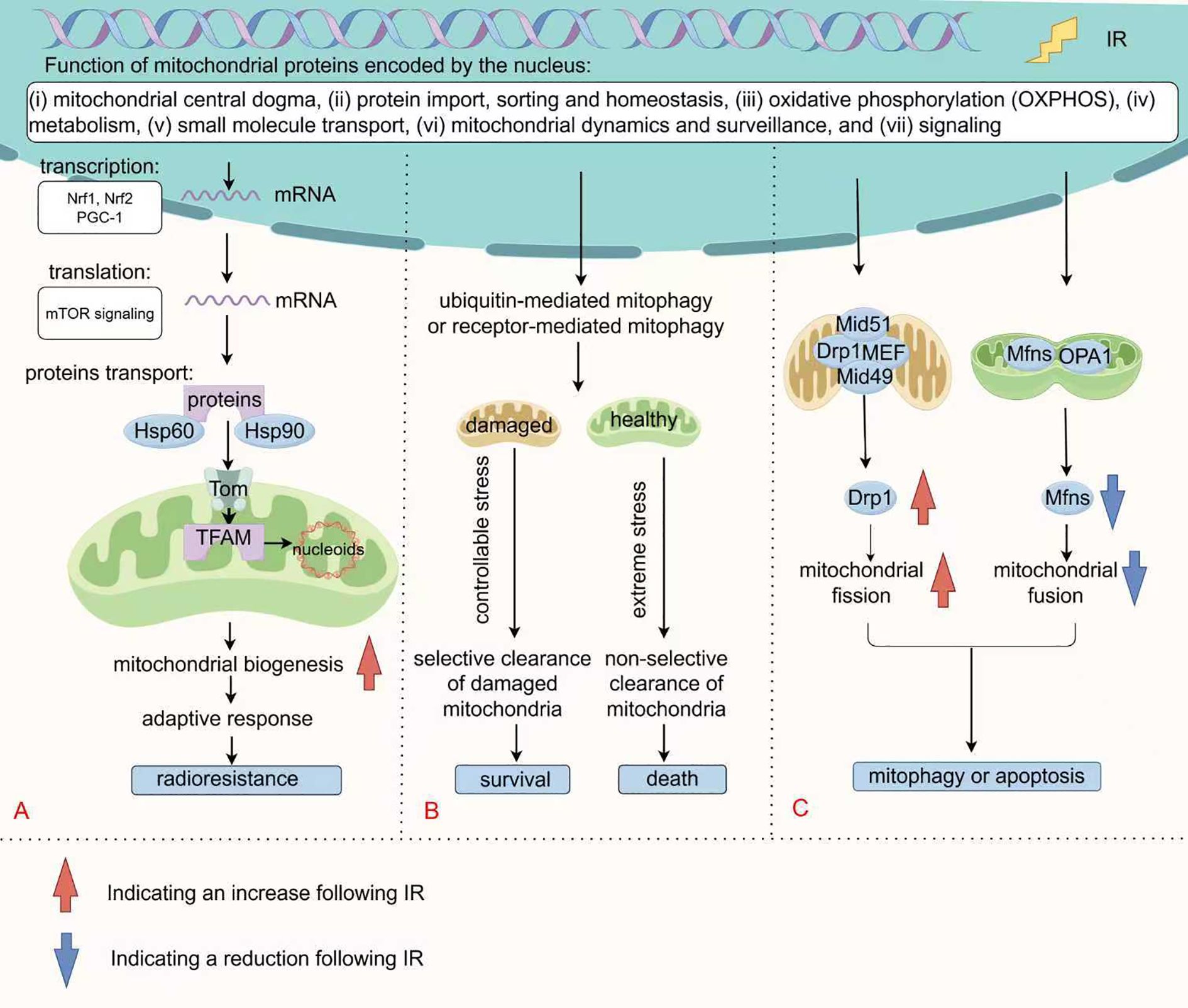 Diagram delineating the regulation of mitochondrial quality control by nucleus-encoded proteins following ionizing radiation (IR). It comprises three sections: Part A highlights the transcription and translation of nucleus-encoded proteins activated by IR that enhance mitochondrial biogenesis (red upward arrow), fostering cellular adaptive survival. Part B addresses the dual roles of mitophagy under IR: selective mild mitophagy on the left, which removes damaged mitochondria to support cell survival, and excessive mitophagy on the right, which eliminates numerous mitochondria, culminating in cell death. Part C focuses on mitochondrial fission and fusion. Red arrows signify increased fission, while blue arrows denote reduced fusion.