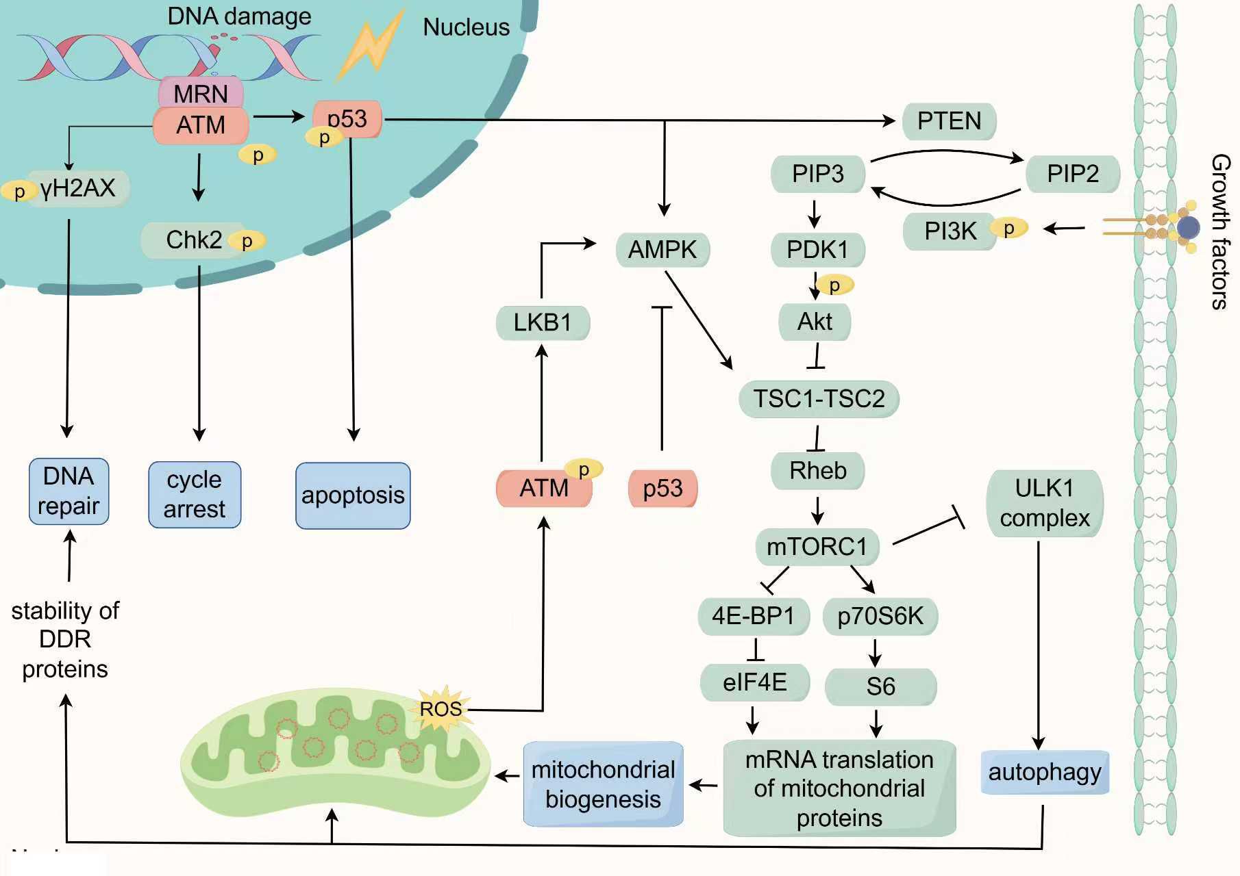 Flowchart illustrating the central regulatory role of the ATM/p53/mTOR signaling network in managing the DNA damage response and mitochondrial function. Upon activation by DNA double-strand breaks or reactive oxygen species (ROS), ATM phosphorylates p53, Chk2, and γH2AX, then p53 coordinates the LKB1/AMPK and PI3K/Akt pathways to regulate mTOR activity. This integration influences processes such as the cell cycle, DNA repair, apoptosis, autophagy, and mitochondrial biogenesis, ultimately dictating cell fate.