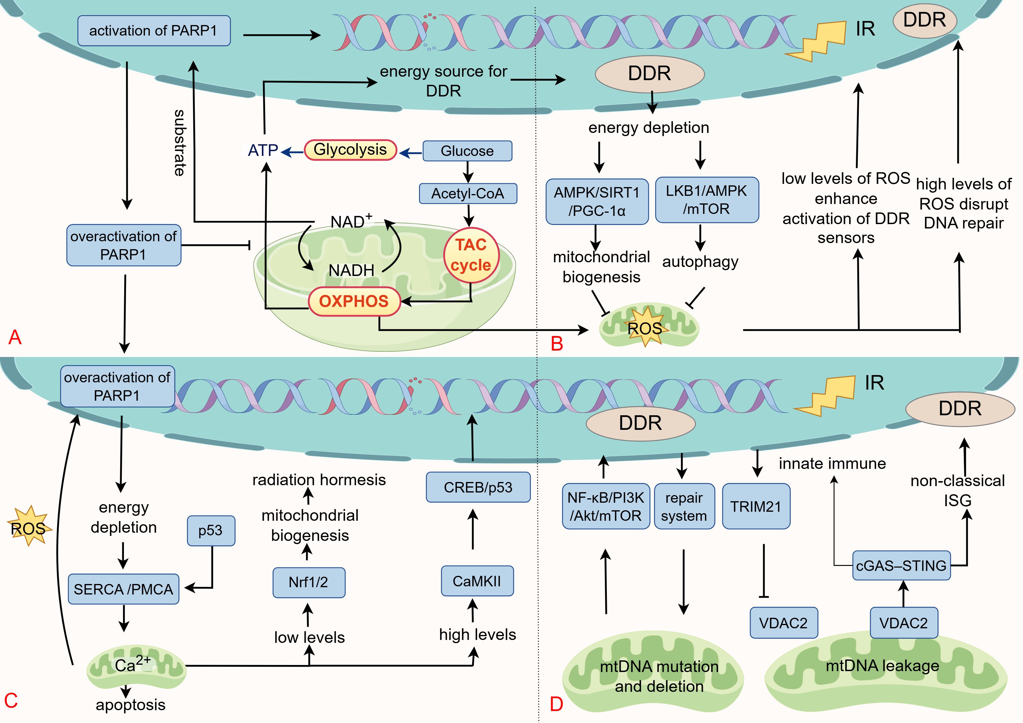 Diagram illustrating the retrograde signaling network from mitochondria to the nucleus following radiation exposure, comprising four tiers: (A) Energy metabolism: ATP/NAD+ fuels the DNA damage response (DDR). Excessive PARP1 activation depletes NAD+, potentially causing an energy crisis and cell death. (B) Reactive oxygen species (ROS): low ROS levels promote DNA repair, while high levels impair repair and induce cell death. (C) Calcium signaling: low-dose IR induces mild calcium and radiation hormesis, whereas calcium overload initiates apoptosis. (D) mitochondrial DNA (mtDNA) and immunity: mtDNA leakage can activate the cGAS-STING immune pathway (inhibited by TRIM21), linking mitochondrial damage to anti-tumor immunity.