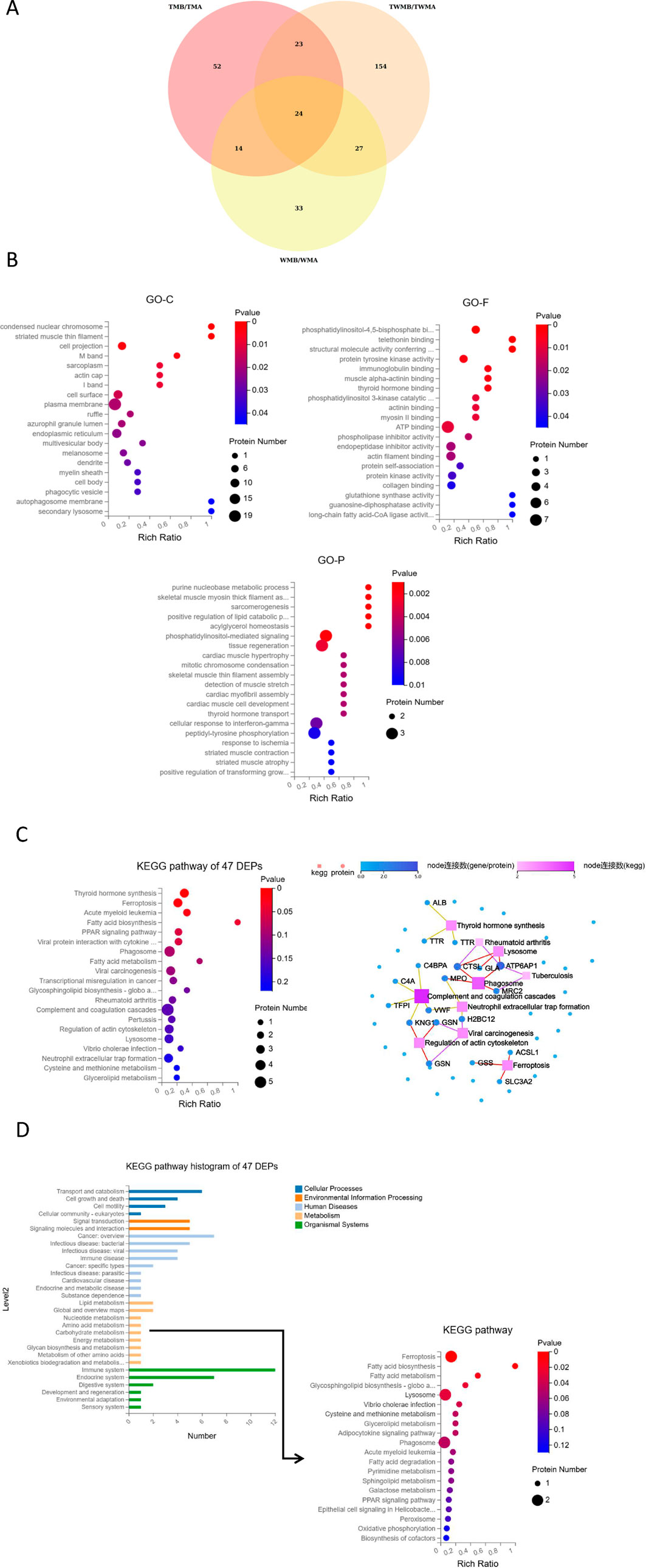 Venn diagram and dot plots depicting gene ontology analysis. Panel A shows a Venn diagram with overlapping areas for TMB/TMA, TWMB/TWMA, and WMB/WMA, with numerical values indicating overlaps. Panel B consists of three dot plots representing GO-C (cellular components), GO-F (molecular functions), and GO-P (biological processes). Each plot displays rich ratio, protein number indicated by dot size, and P-value gradient from red to blue for significance. KEGG pathway diagrams show analyses of 47 differentially expressed proteins (DEPs). In panel C, a scatterplot maps enriched pathways with color-coded p-values and protein numbers, alongside a network diagram illustrating protein-protein interactions. Panel D includes a histogram categorizing DEPs into cellular processes, environmental information processing, human diseases, metabolism, and organismal systems. Both plots indicate the relevance of specific pathways like thyroid hormone synthesis and rheumatoid arthritis in the dataset.