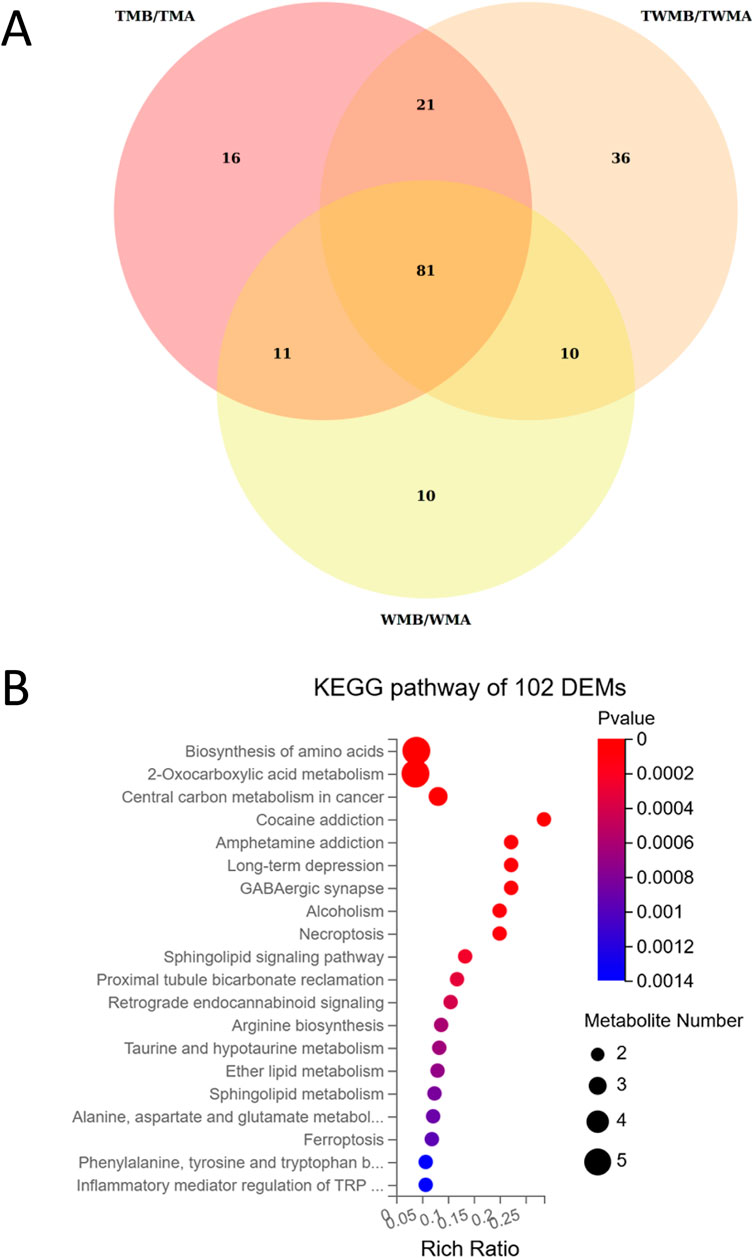 Venn diagram (A) shows the intersection of differential expressed metabolites (DEMs) among TMB/TMA, TWMB/TWMA, and WMB/WMA groups, with shared and unique values. Bubble chart (B) presents KEGG pathways of 102 DEMs, indicating enrichment by rich ratio and p-value, with bubble size representing metabolite number. Pathways include amino acid biosynthesis, metabolism, and addiction-related pathways.