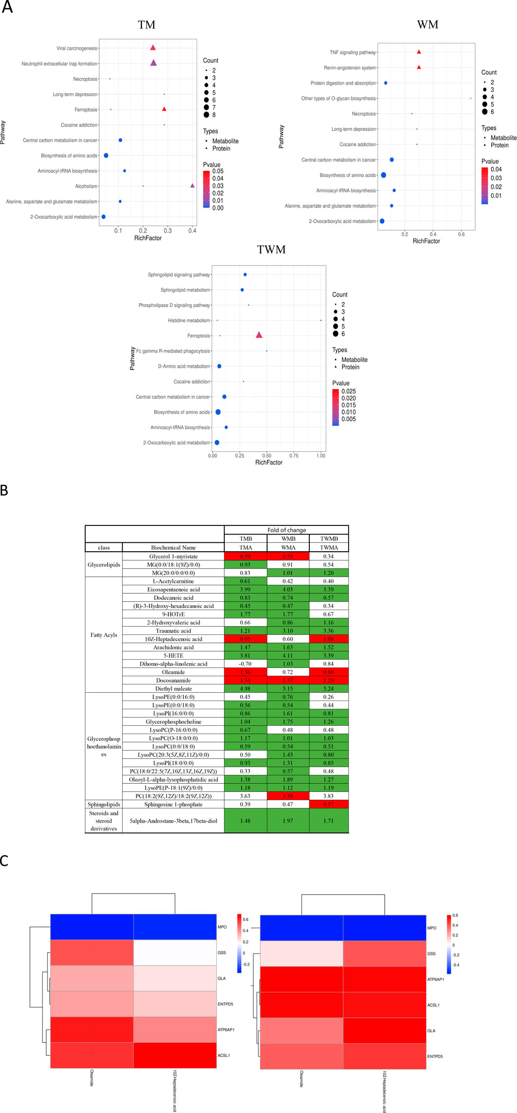 Three scatter plots titled TM, WM, and TWM display pathways on the y-axis against RichFactor on the x-axis. Data points are color-coded by p-value and shaped by type (metabolite or protein). Point size indicates count, with legend included. Panel B presents a fold change table showing various biochemical names and their values in three conditions: TMA, WMA, and TWMA. Colors indicate different changes, with green for increases and red for decreases. Panel C illustrates two clustered heatmaps comparing multiple genes, displaying color gradients from blue to red to indicate expression levels.