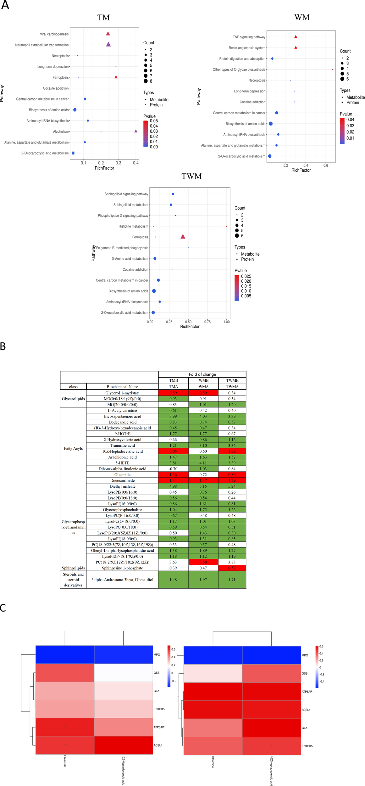 Three scatter plots titled TM, WM, and TWM display pathways on the y-axis against RichFactor on the x-axis. Data points are color-coded by p-value and shaped by type (metabolite or protein). Point size indicates count, with legend included. Panel B presents a fold change table showing various biochemical names and their values in three conditions: TMA, WMA, and TWMA. Colors indicate different changes, with green for increases and red for decreases. Panel C illustrates two clustered heatmaps comparing multiple genes, displaying color gradients from blue to red to indicate expression levels.