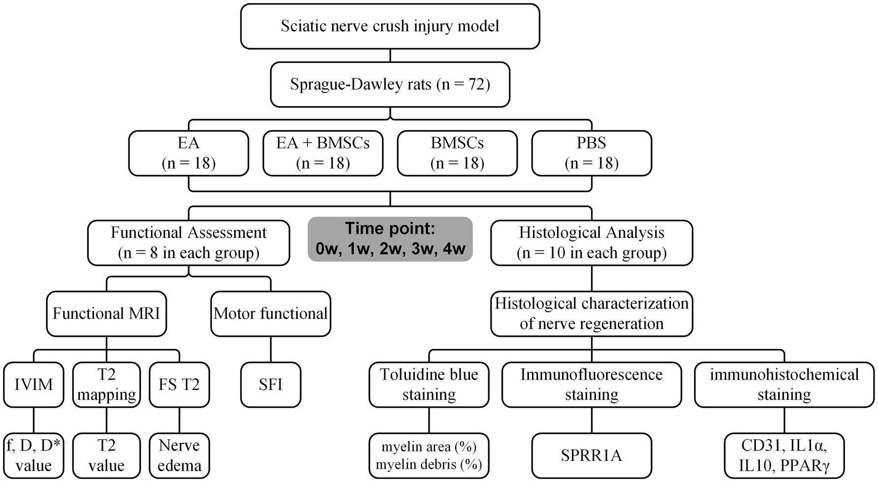 Flowchart of a sciatic nerve crush injury model in Sprague-Dawley rats, divided into four groups: EA, EA + BMSCs, BMSCs, and PBS, with 18 rats each. Functional Assessment includes functional MRI and motor functional studies, using methods like IVIM, T2 mapping, and SFI. Histological Analysis focuses on characterization of nerve regeneration, involving toluidine blue staining, immunofluorescence staining, and immunohistochemical staining. Time points for assessments are at zero, one, two, three, and four weeks.