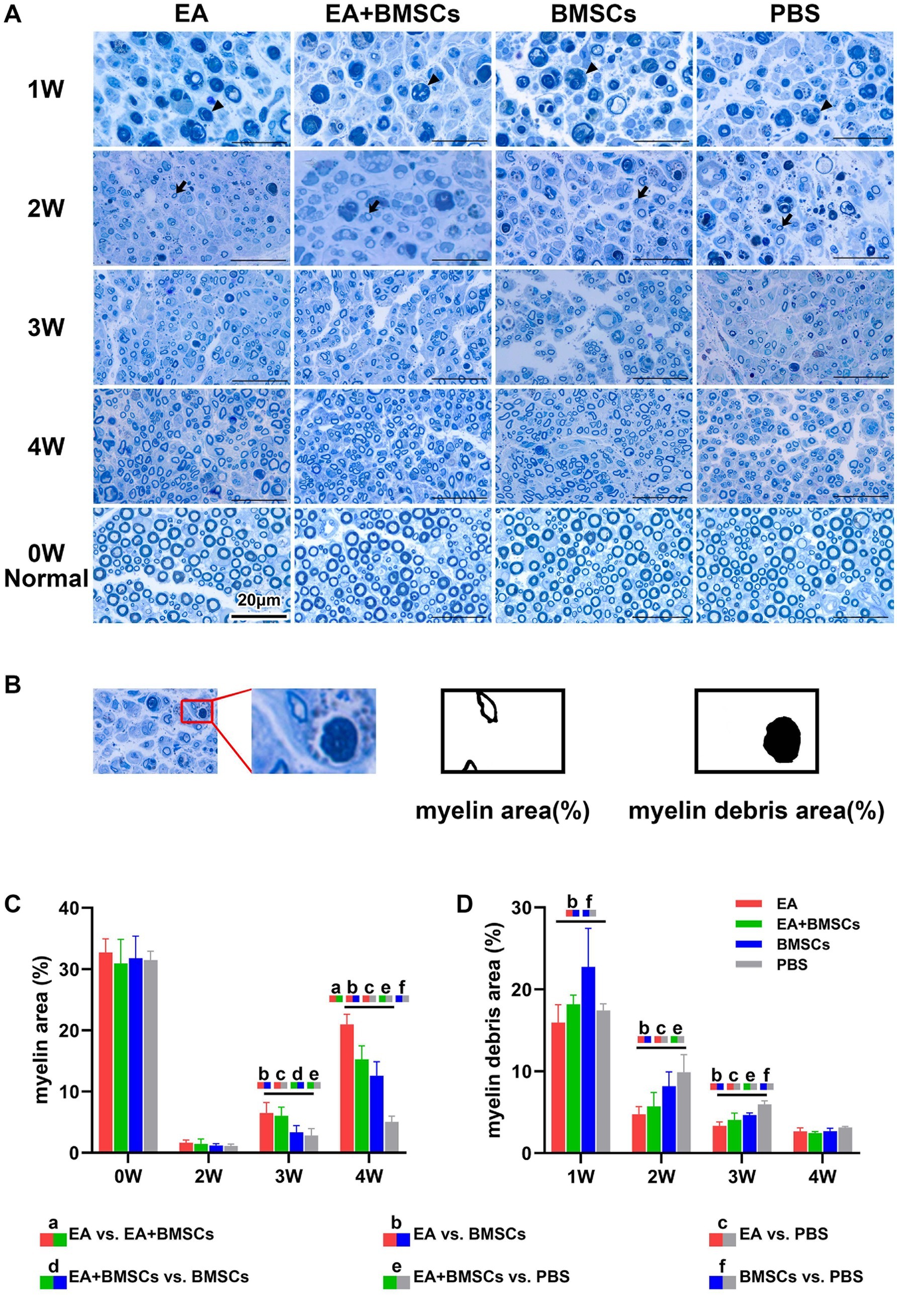 Histological and statistical analysis images illustrating myelin area and debris over time in different treatment groups. Panel A shows microscopic images of myelin at various weeks (1W to 4W) and normal (0W) across treatments: EA, EA+BMSCs, BMSCs, and PBS. Panel B depicts an enlargement of a myelin area and debris with a diagram. Panels C and D present bar graphs comparing myelin area and debris area percentages over time, with statistical annotations for significant differences between treatment groups.