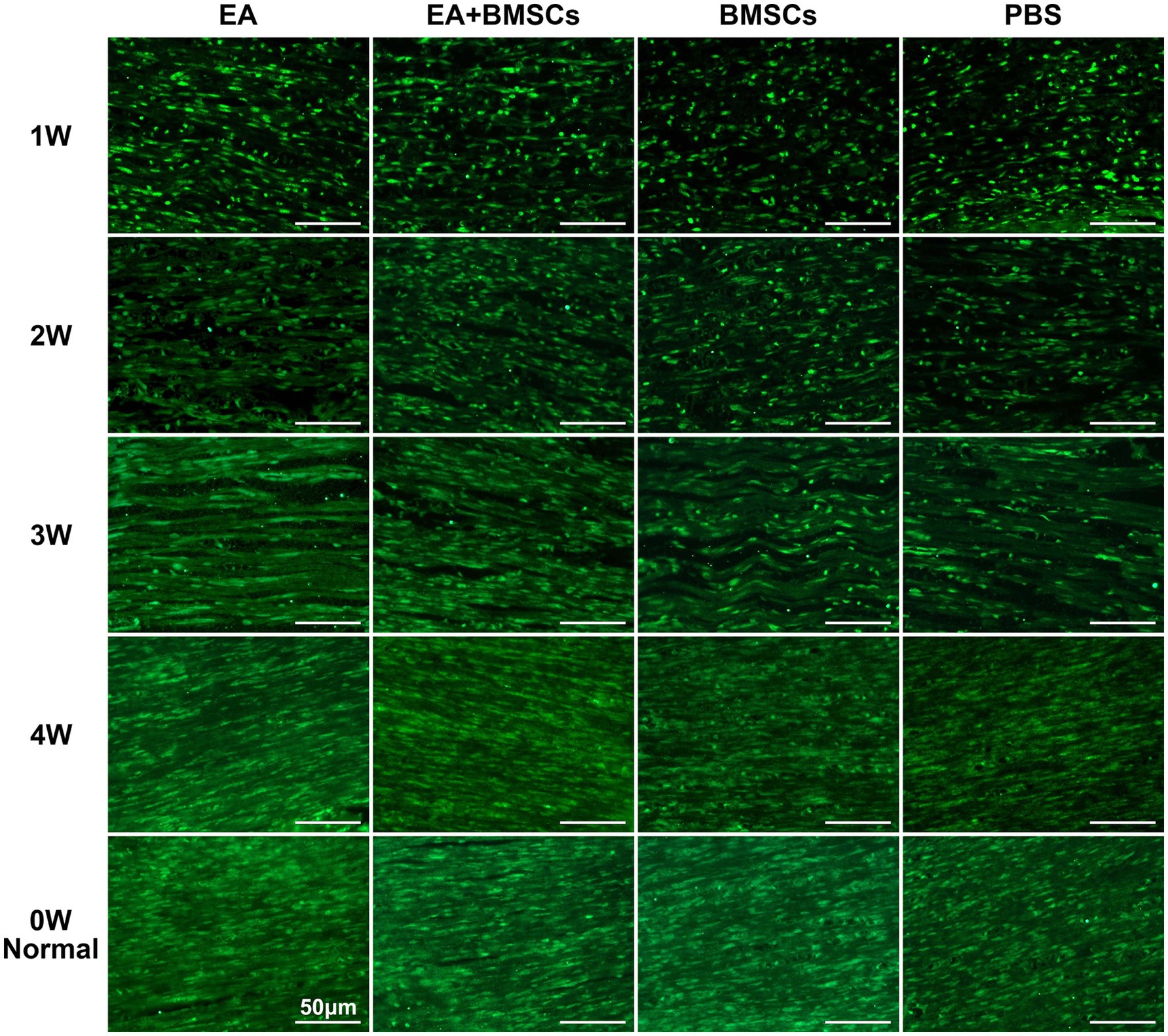 Fluorescence microscopy images displaying tissue samples over five time points (0W, 1W, 2W, 3W, 4W) across four treatment conditions: EA, EA+BMSCs, BMSCs, and PBS. Green fluorescence intensity varies, illustrating differences in tissue structure. Each panel includes a scale bar for size reference, indicating 50 micrometers. The images demonstrate progression and comparison of structural changes over four weeks