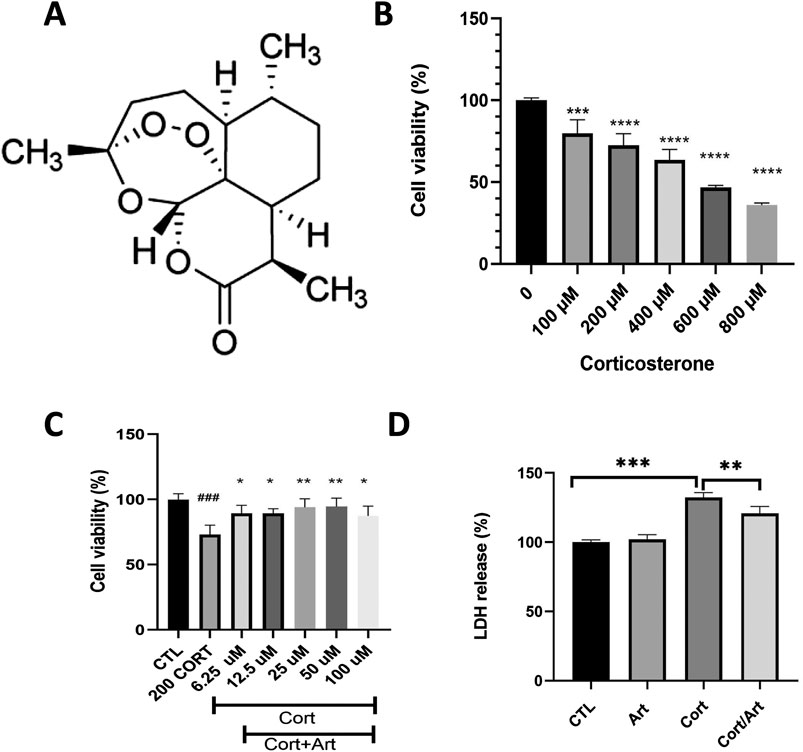 Chemical structure and bar graphs showing experimental results. Panel A displays the chemical structure with labeled carbon and hydrogen atoms. Panel B illustrates a bar graph of cell viability percentages at various corticosterone concentrations, showing dose-dependent decreases. Panel C presents cell viability data comparing control, corticosterone, and combination treatments, indicating enhanced viability with combination treatments. Panel D demonstrates LDH release percentages, comparing control, art, corticosterone, and combination treatments, highlighting increased release with corticosterone and reduced levels with combination treatment. Asterisks denote statistical significance.
