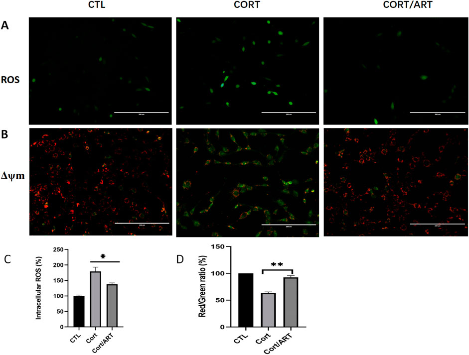 Fluorescence microscopy images and bar graphs comparing ROS levels and mitochondrial membrane potential (Δψm) across three conditions: CTL, CORT, and CORT/ART. Panels A and B display cellular images with varying levels of green and red fluorescence, indicating ROS presence and Δψm integrity. Panel C shows a bar graph with intracellular ROS percentages for each condition, revealing higher levels in CORT and CORT/ART, with statistical significance indicated by an asterisk. Panel D illustrates the red/green ratio, showing reduced values for CORT and CORT/ART compared to CTL, with double asterisks denoting statistical significance.
