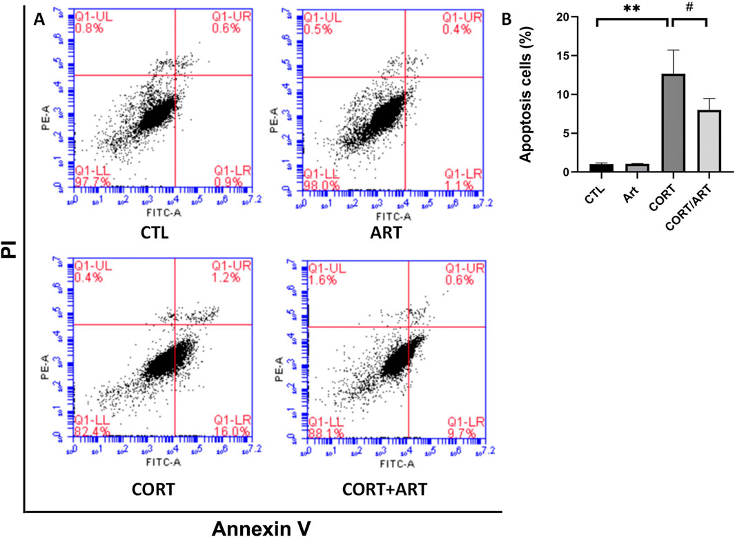 Flow cytometry analysis (Panel A) shows Annexin V/PI staining for apoptosis across four conditions: CTL, ART, CORT, and CORT+ART. Each scatter plot displays quadrant percentages. Panel B presents a bar graph of apoptosis percentages, with CTL and ART showing low apoptosis and CORT and CORT+ART demonstrating significant increases, marked by ** (p<0.01) and # (p<0.05).