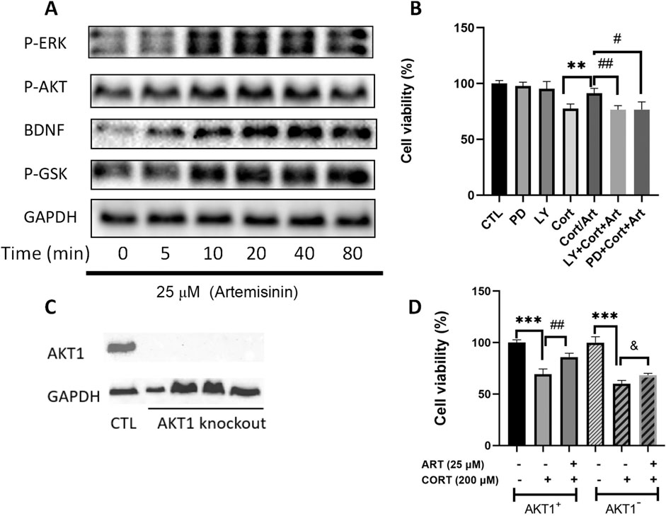 Western blot and bar graph analysis illustrate the effects of Artemisinin on cell signaling and viability. Panel A shows protein levels of P-ERK, P-AKT, BDNF, P-GSK, and GAPDH over time with 25 µM Artemisinin. Panels B and D present cell viability percentages under different conditions, with significant differences marked by asterisks and hash symbols. Panel C displays AKT1 protein levels and GAPDH in control and AKT1 knockout samples.