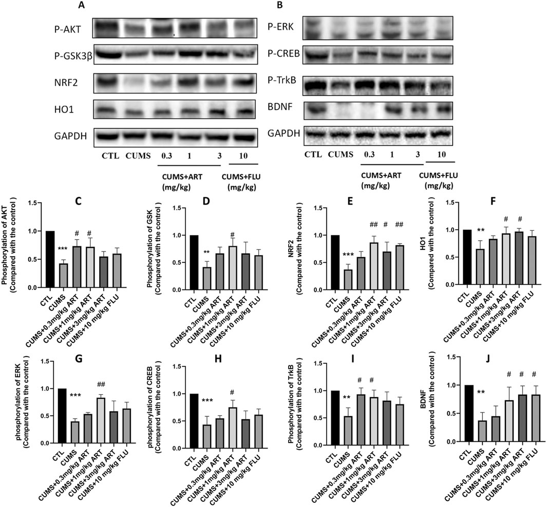 Western blot analysis and corresponding bar graphs display the effects of treatments on protein expression and phosphorylation. Panel A shows bands for P-AKT, P-GSK3β, NRF2, HO1, and GAPDH across various conditions. Panel B shows bands for P-ERK, P-CREB, P-TrkB, BDNF, and GAPDH. Bar graphs (C-J) depict quantifications of phosphorylation levels or protein expression compared to control groups. The groups include CTL, CUMS, and varying doses of treatments (ART and FLU) under chronic unpredictable mild stress. Statistical significance is indicated, showing treatment effects on each protein.