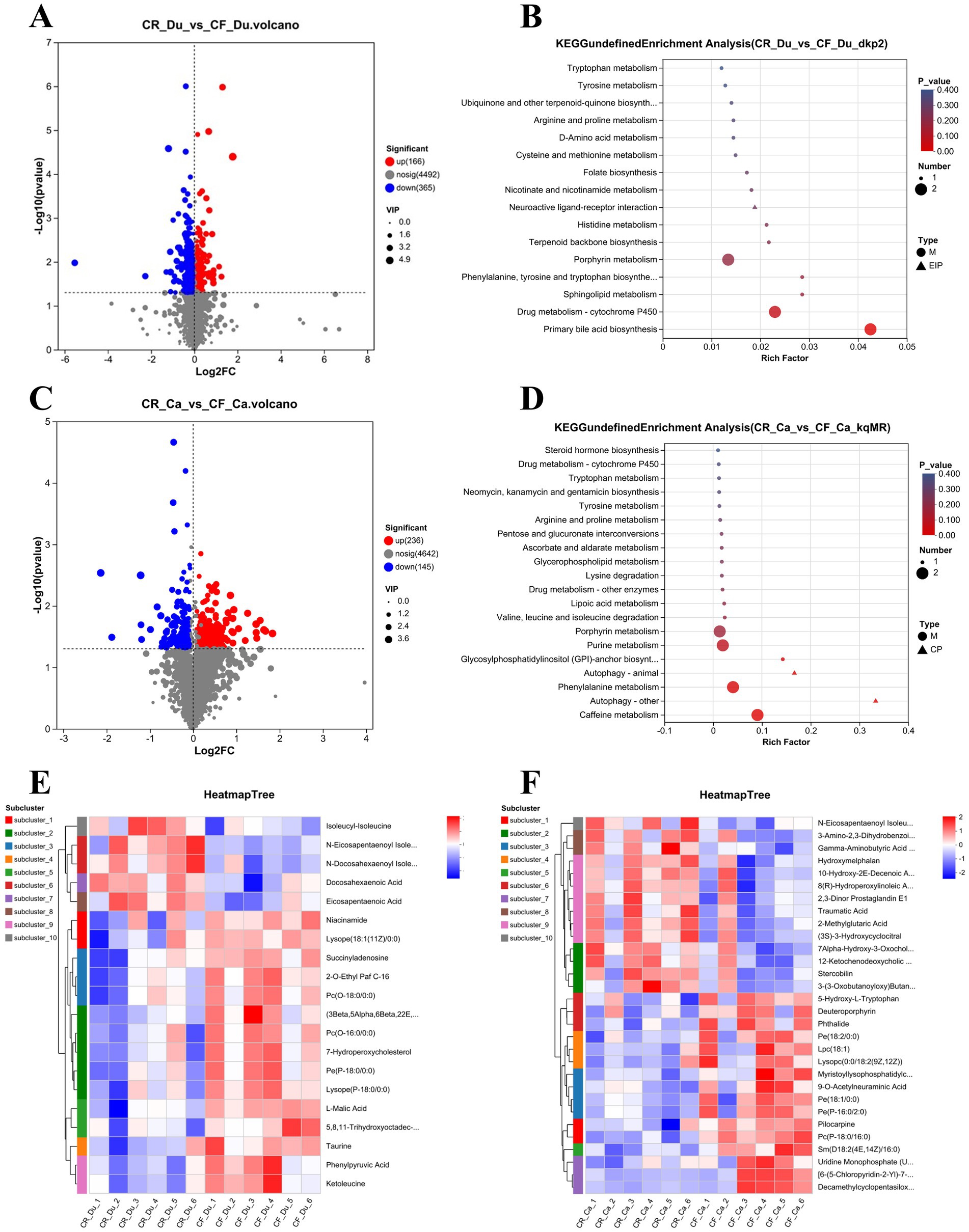 Six visualizations depicting metabolic and enzymatic data. (A) and (C) are volcano plots showing significant gene expression changes. (B) and (D) are enrichment analysis scatter plots identifying pathways such as tryptophan and tyrosine metabolism, highlighting the rich factor and P-value. (E) and (F) are heatmaps displaying hierarchical clustering of metabolites with varying expression levels across subclusters, showing differences in color intensity.