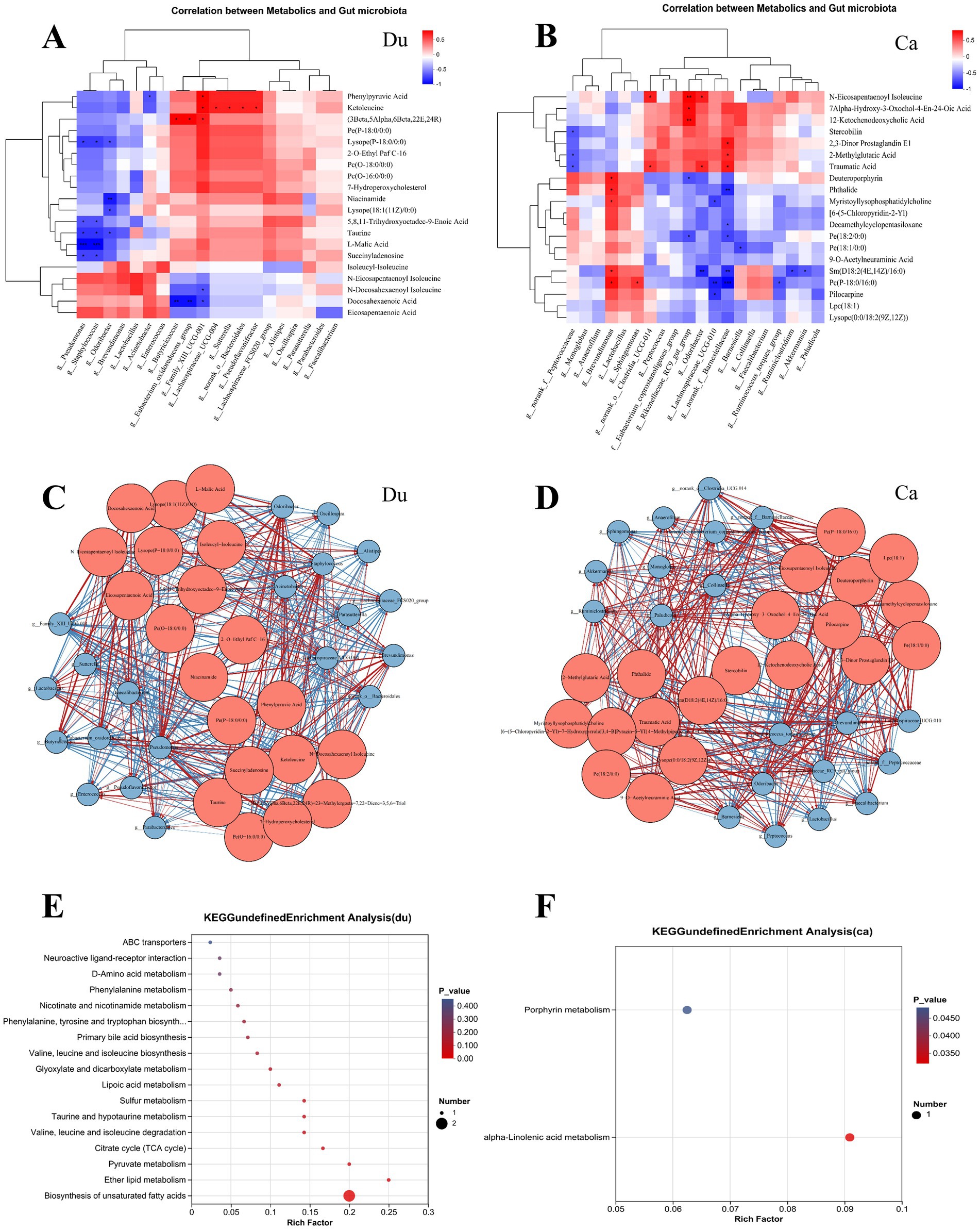Panel A and B show heatmaps depicting correlations between metabolomics and gut microbiota for Du and Ca, with color gradients indicating correlation strength. Panel C and D display network diagrams illustrating these correlations, with nodes representing metabolites and microbiota. Panel E and F present KEGG enrichment analysis scatter plots for Du and Ca, indicating pathway involvement and significance, with p-values shown by color and rich factor on the x-axis.