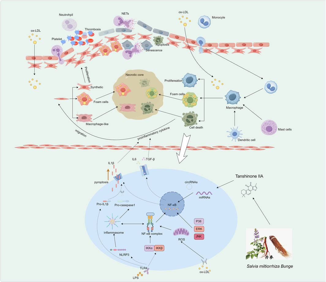 Illustration of atherosclerosis progression and the role of Tanshinone IIA. Top section shows endothelial cells affected by ox-LDL, leading to foam cell formation, proliferation, and inflammation involving neutrophils, monocytes, and macrophages. A necrotic core develops. Bottom section highlights molecular interactions in inflammation, showing pathways involving NF-κB, IL1β, and pyroptosis, influenced by Tanshinone IIA. Chemical structure of Tanshinone IIA and Salvia miltiorrhiza Bunge plant image included.