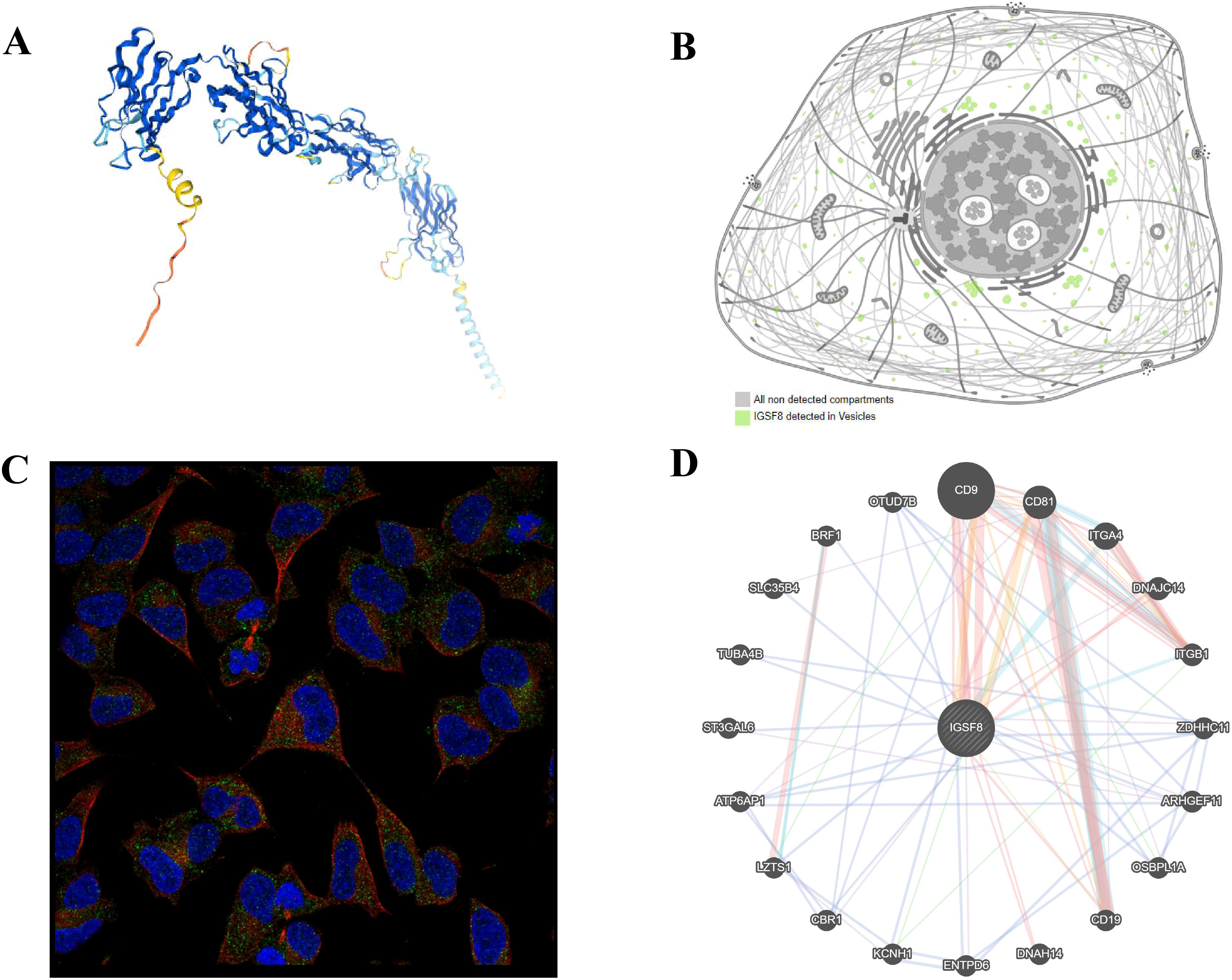 Panel A shows a protein structure with colored segments from blue to red, indicating varying regions. Panel B illustrates a cell with compartments and connections, highlighting areas with IGSF8 detected in vesicles in green. Panel C displays a microscopic image of cells with blue nuclei, and red and green staining in the cytoplasm. Panel D is a network diagram featuring nodes labeled with protein names, with CD9 and IGSF8 highlighted, connected by colored lines indicating relationships.