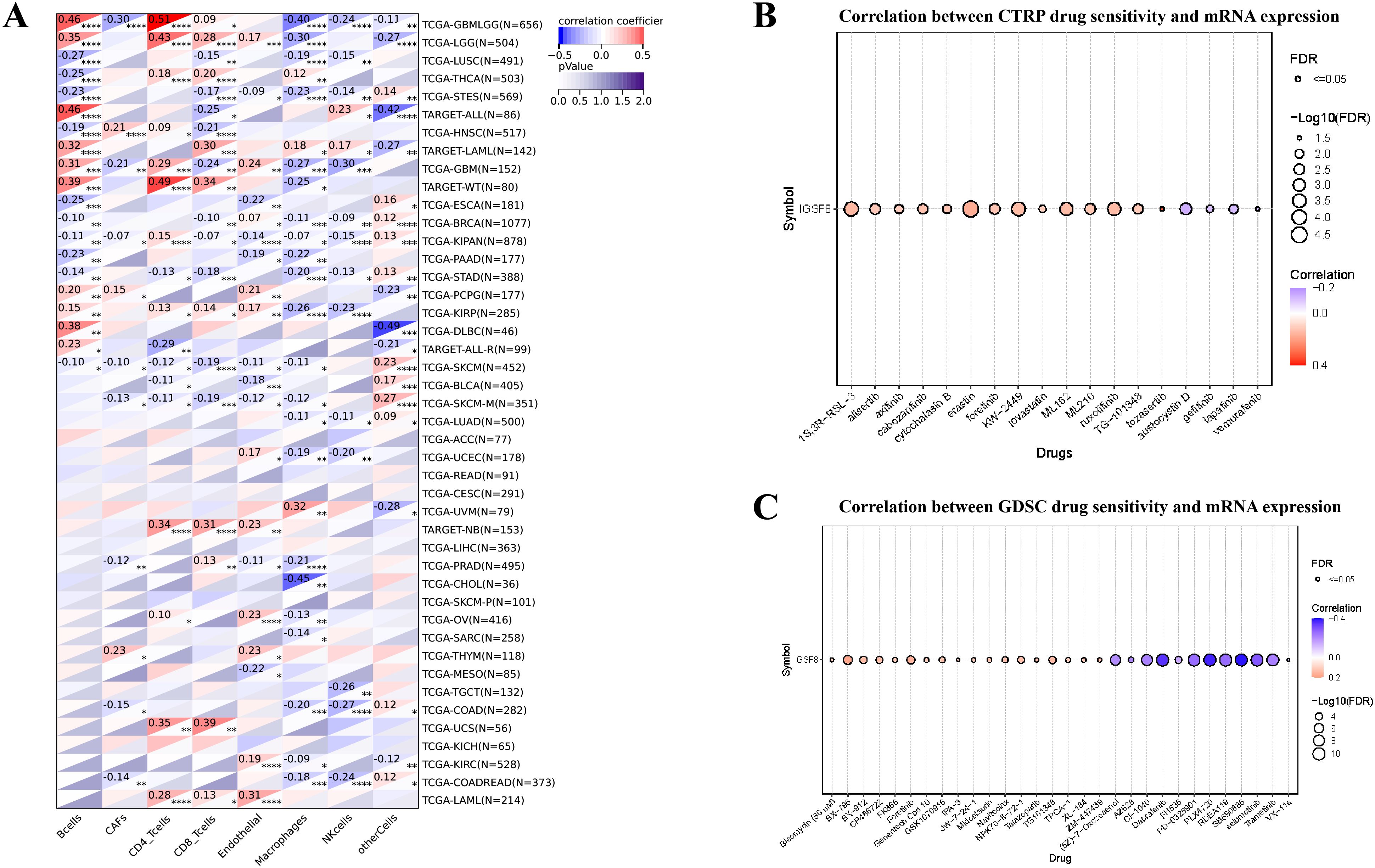Panel A depicts a heatmap showing correlation coefficients and p-values between different cancer types and immune cell expressions, with a color gradient from blue (-0.5) to red (0.5). Panels B and C display correlation plots between drug sensitivity and mRNA expression for CTRP and GDSC datasets, respectively. Each dot represents a drug and is colored based on correlation values. Dot size indicates significance, with different colors representing the correlation range from negative (blue) to positive (red).