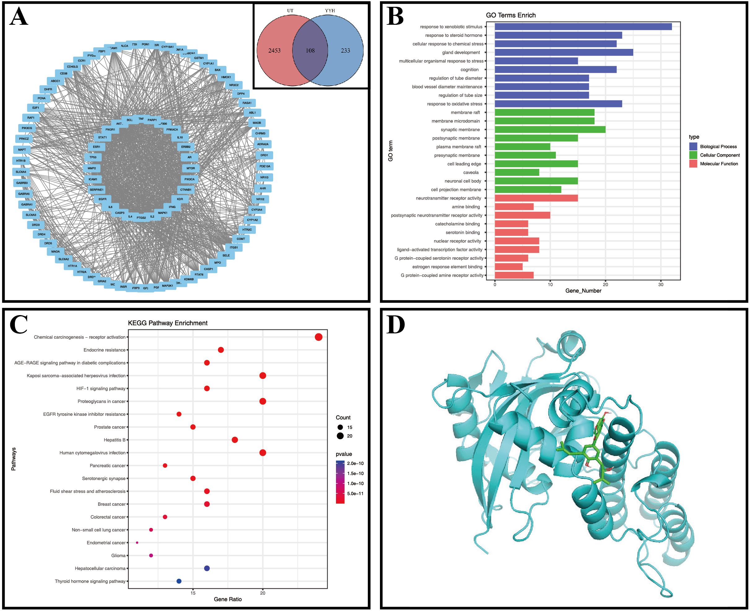 Panel A shows a network graph with interconnected nodes labeled with gene names, along with a Venn diagram comparing UT and YYH. Panel B is a bar chart displaying Gene Ontology (GO) terms enrichment, categorized by biological process, cellular component, and molecular function. Panel C is a bubble chart illustrating KEGG pathway enrichment with pathways plotted against gene ratio, bubble size indicating count, and color representing p-value. Panel D depicts a 3D ribbon model of a protein structure with highlighted functional sites.