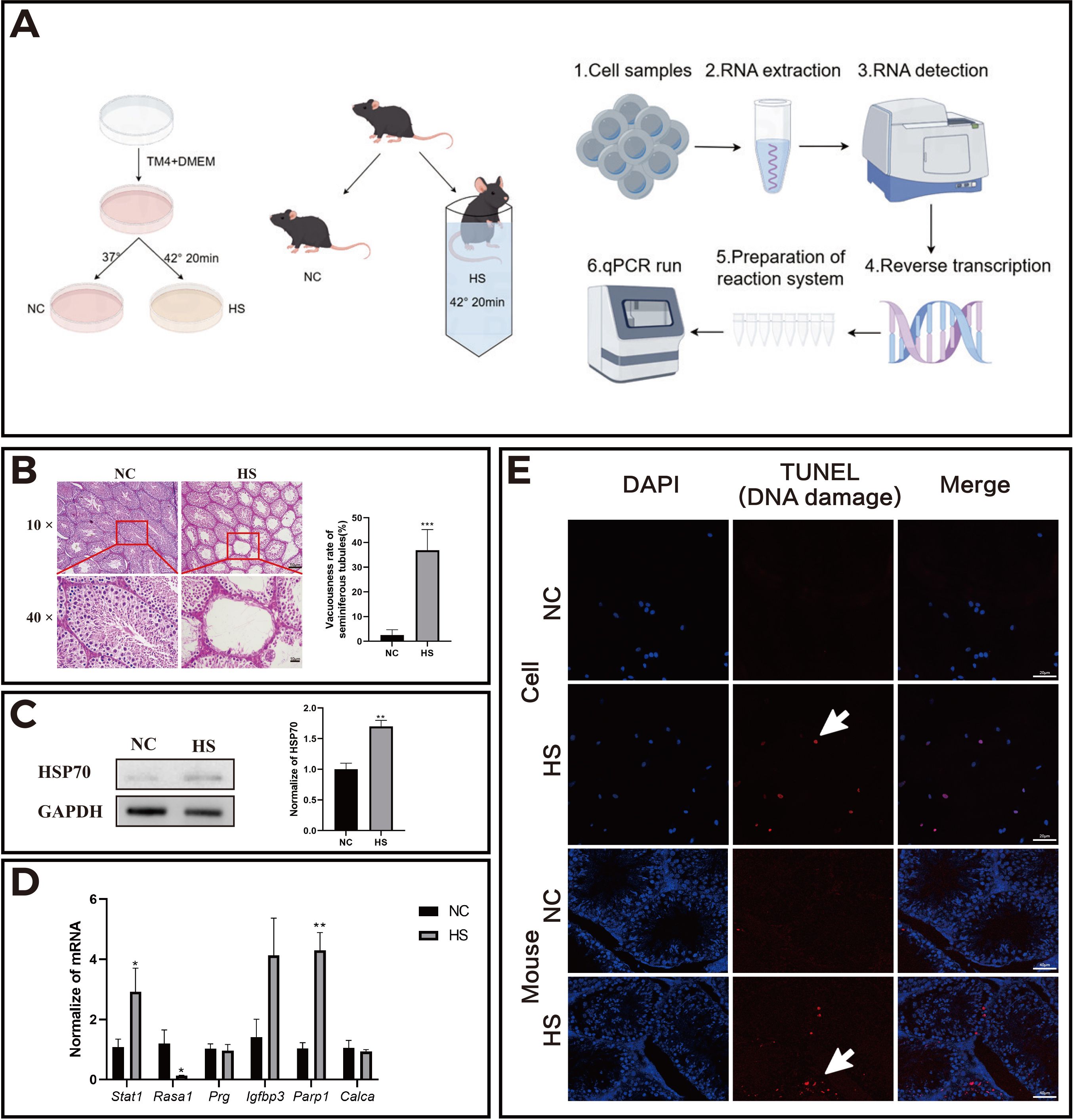 A: Diagram showing the experimental setup for heat stress (HS) on mice and cells, including RNA extraction and qPCR. B: Histology images showing villous structure changes in normal (NC) and heat-stressed (HS) samples with a bar graph indicating villous number increase in HS. C: Western blot showing increased HSP70 protein expression in HS samples compared to NC. D: Bar graph comparing mRNA levels of various genes between NC and HS samples, showing significant changes. E: Fluorescent images of cells and mouse tissue, with DAPI and TUNEL staining, highlighting DNA damage in HS samples indicated by arrows.