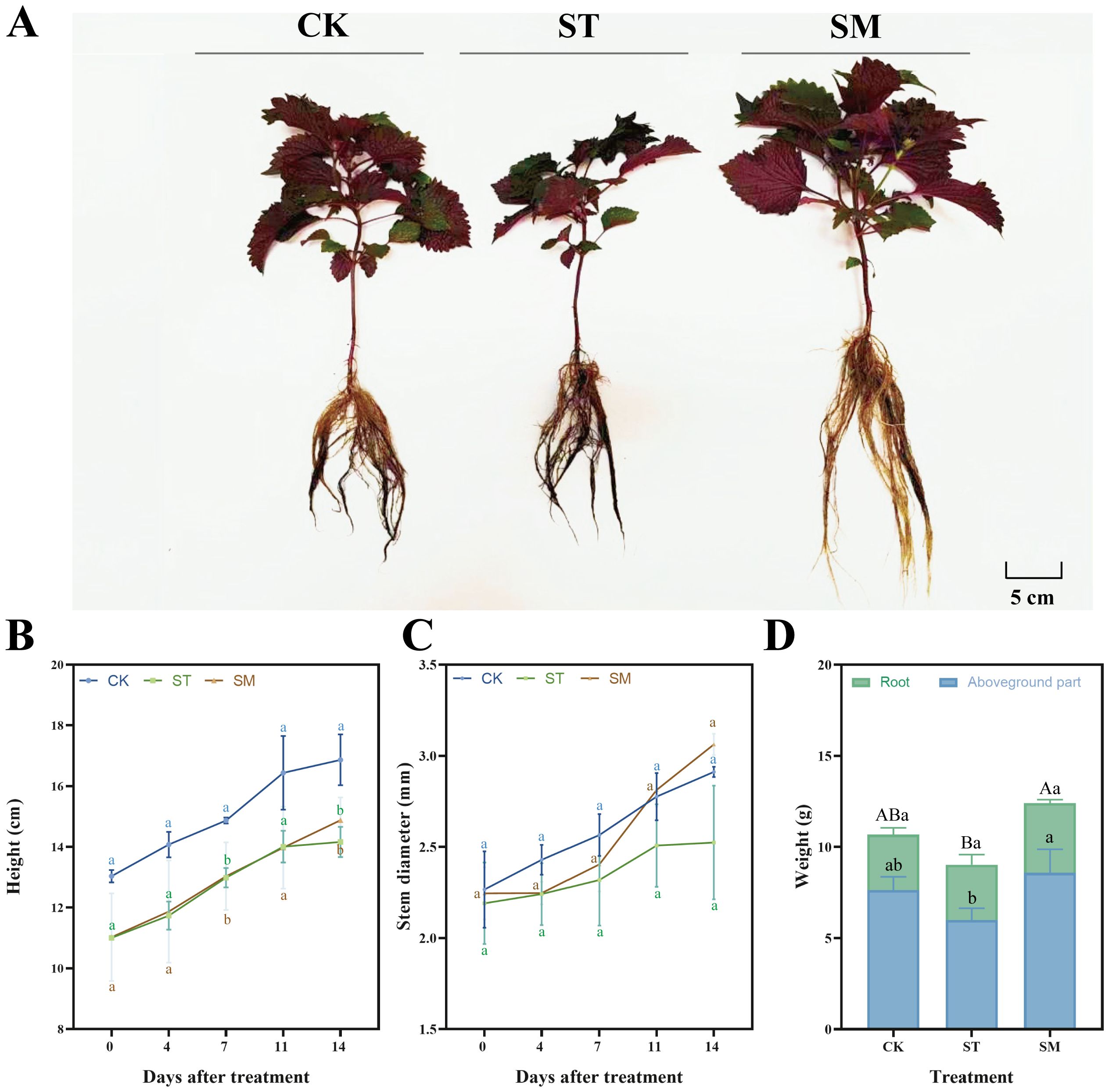Panel A shows three treatment groups (CK, ST, and SM), each with visible roots and foliage. Panel B is a line chart comparing plant height over 14 days for CK, ST, and SM. Panel C depicts stem diameter over 14 days for the same groups. Panel D is a bar chart showing the weight of root and aboveground parts for CK, ST, and SM treatments.