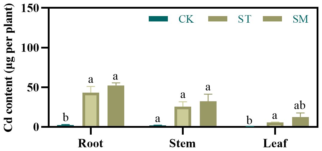 Bar chart showing cadmium content in micrograms per plant for roots, stems, and leaves. Three groups are labeled CK, ST, and SM. Roots show the highest content, followed by stems, then leaves. ST and SM have similar levels, both higher than CK. Statistical significance is indicated by different letters above bars.