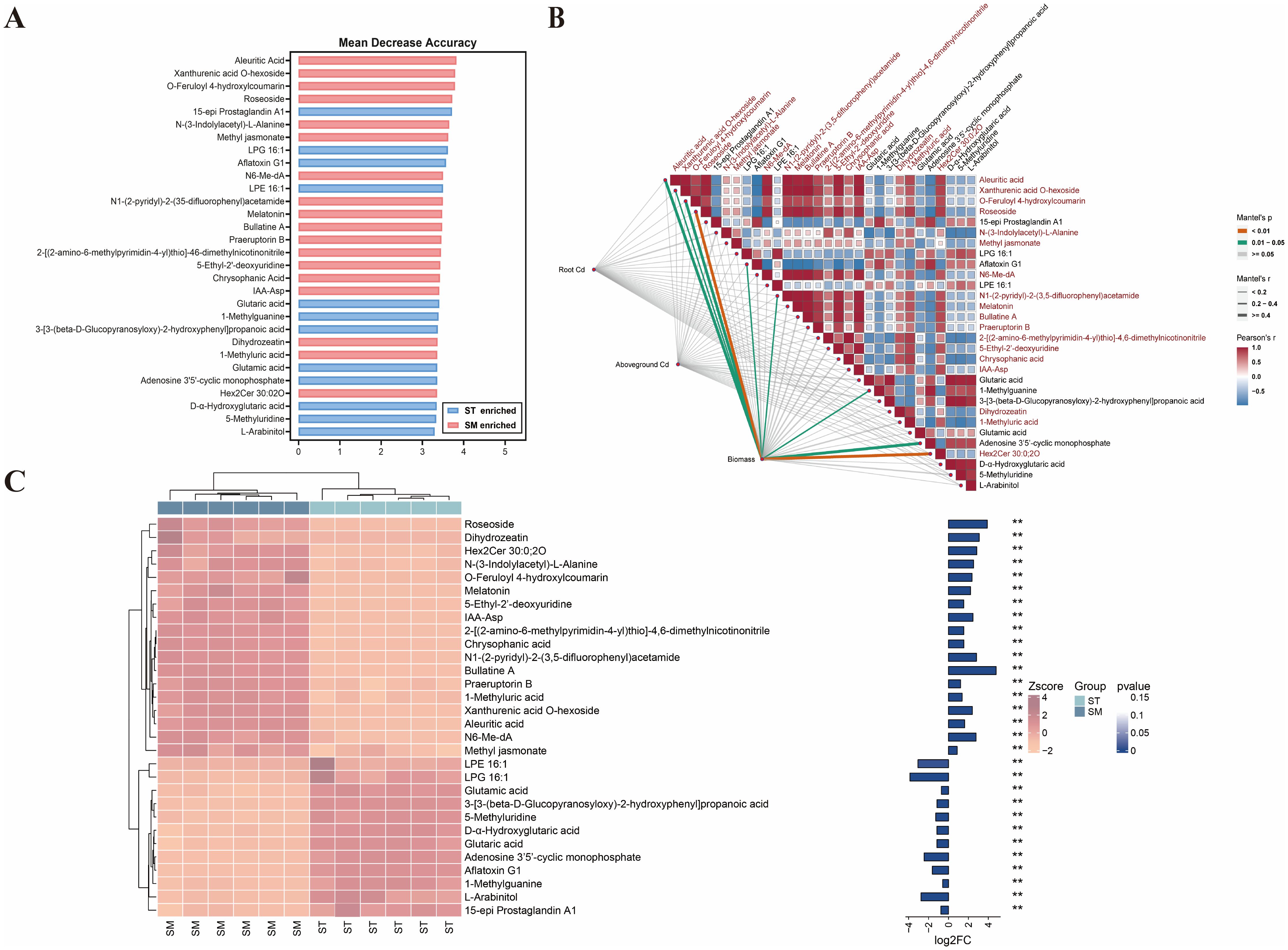 Panel A shows a bar chart ranking metabolites by mean decrease in accuracy, categorized into ST and SM enriched. Panel B is a correlation matrix assessing relationships between metabolites and plant traits using color coding for correlation and significance levels. Panel C displays a heatmap with hierarchical clustering, displaying the abundance of metabolites across SM and ST groups, accompanied by a bar chart highlighting logâ‚‚ fold changes and significance levels.