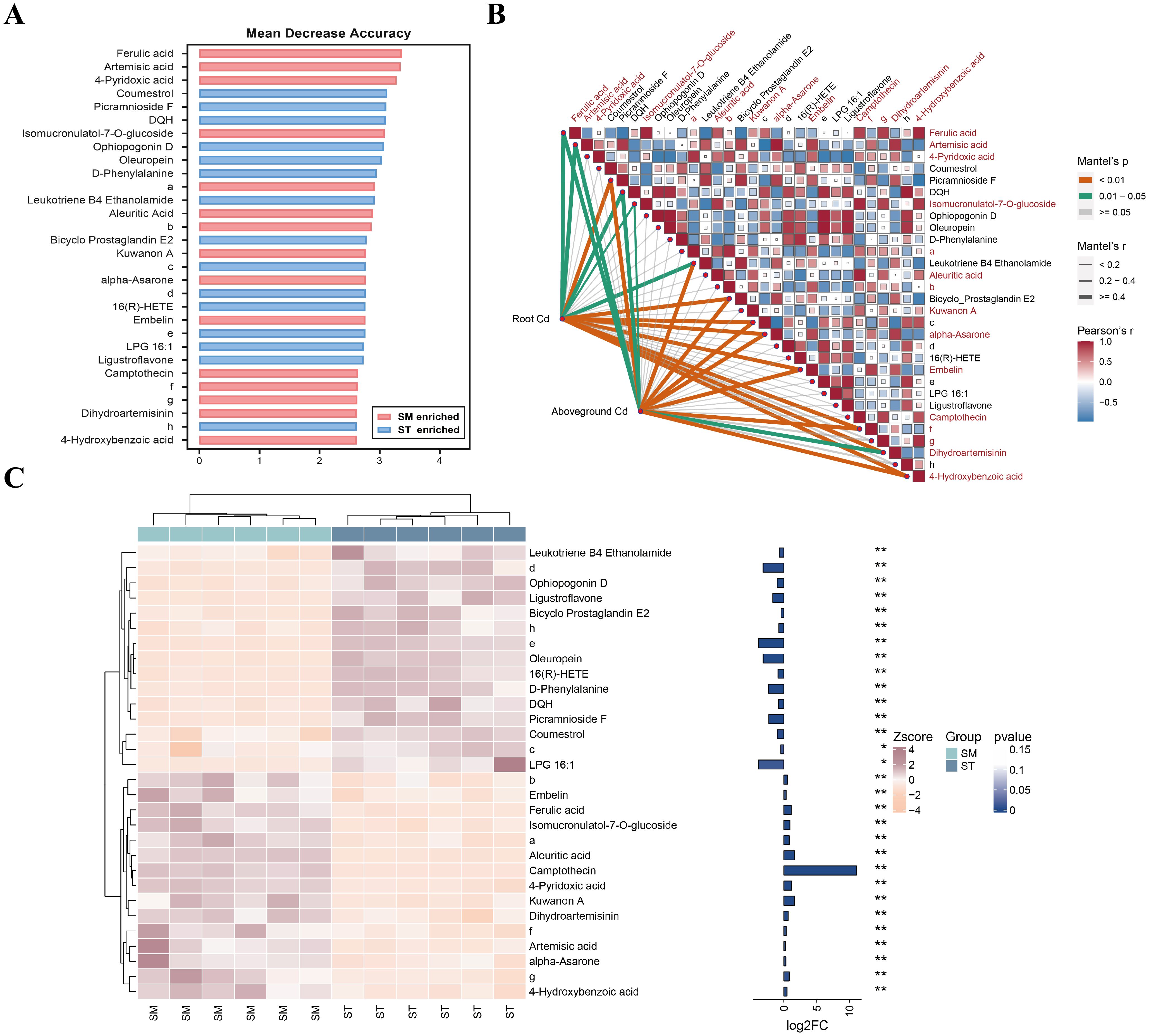 Panel A is a bar graph showing mean decrease accuracy for various compounds, with blue bars indicating SM enrichment and red bars indicating ST enrichment. Panel B is a correlogram showing relationships and significance between compounds, with pathways marked for root and aboveground Cd. Panel C is a clustered heat map illustrating expression levels of compounds across groups SM and ST, with a side bar graph showing log2 fold change and significance levels.