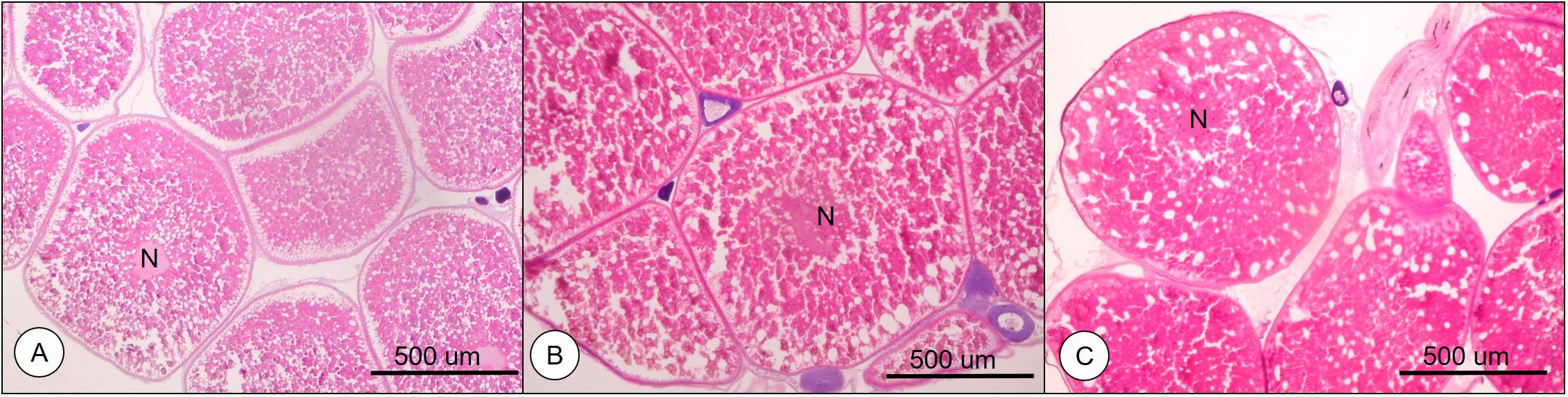 Histological comparison of tissues with labels A, B, and C. All show cross-sections of tubular structures in pink stain. N indicates nuclei. Scale bars represent 500 micrometers.