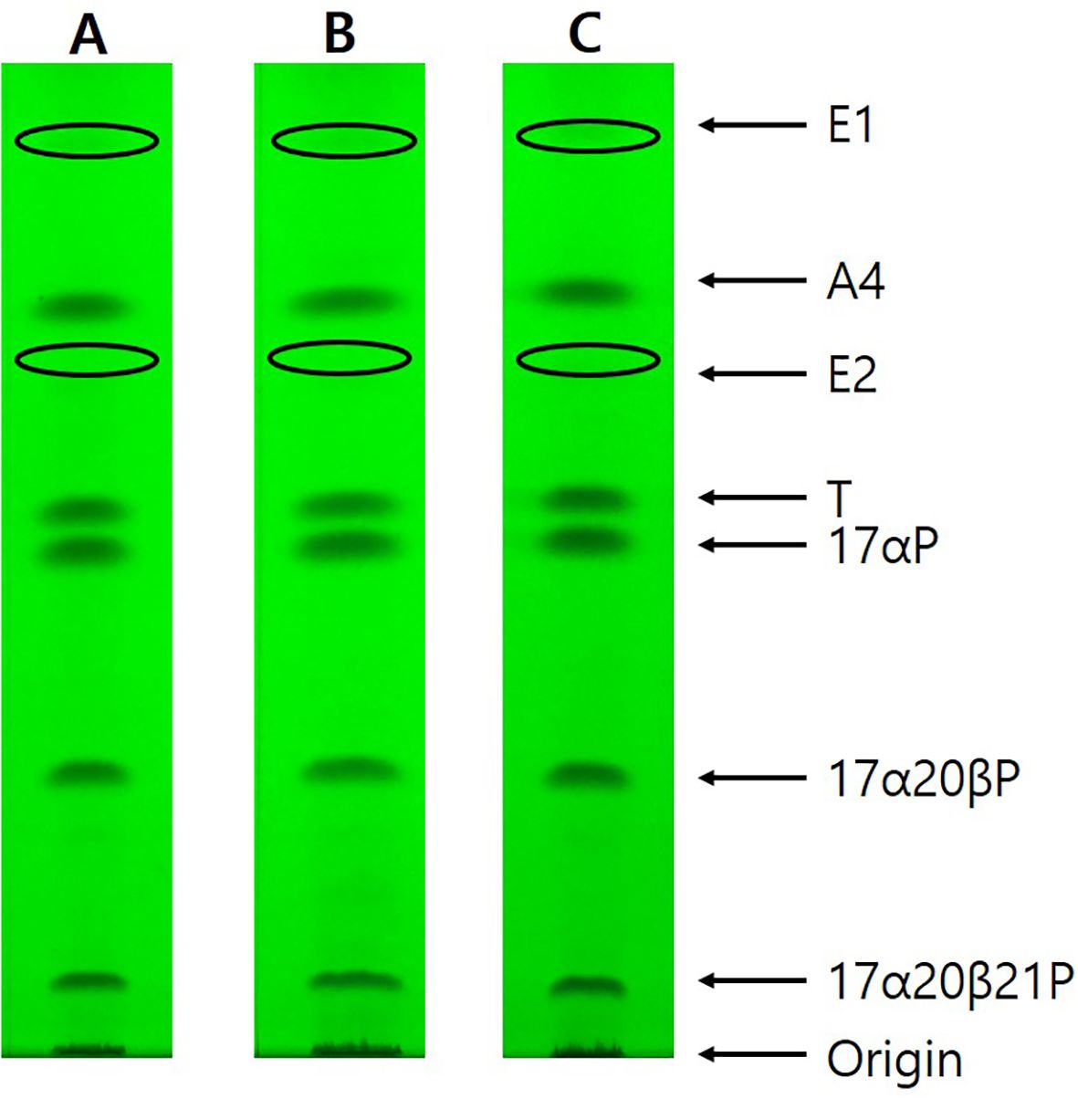 Gel electrophoresis image with three lanes labeled A, B, and C. Each lane shows bands at different positions, marked on the right with labels: E1, A4, E2, T, 17αP, 17α20β, 17α20β21P, and Origin, indicating various compounds. The gel background is green.