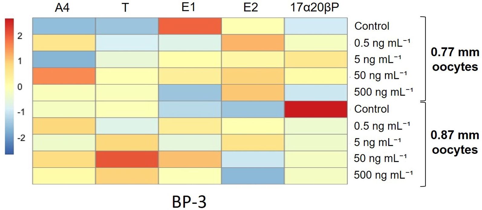 Heatmap showing gene expression levels of oocytes treated with varying concentrations of BP-3. Columns represent hormones A4, T, E1, E2, and 17α20β. Rows compare control and different concentrations (0.5, 5, 50, 500 ng/mL) for 0.77 mm and 0.87 mm oocytes. Color gradient ranges from blue to red, indicating downregulation to upregulation.