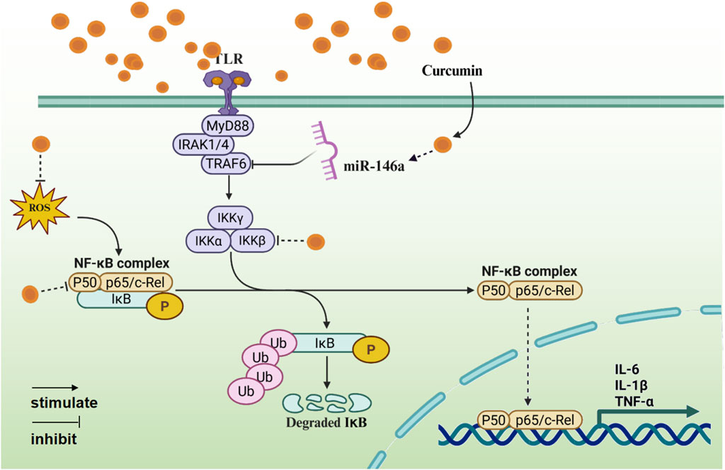 Diagram showing the NF-κB signaling pathway. It includes TLR activation by curcumin leading to MyD88, IRAK1/4, and TRAF6 interaction, stimulating IKK components. Curcumin promotes miR-146a, inhibiting inflammation. Active NF-κB enters the nucleus, promoting IL-6, IL-1β, and TNF-α expression. Arrows indicate stimulation or inhibition.