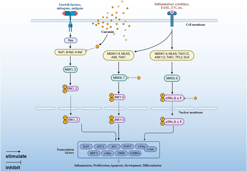 Signal transduction diagram illustrating pathways activated by growth factors, mitogens, and antigens via Ras, and by inflammatory cytokines through FASL, UV, and others. The pathway includes MEK1,2, ERK1,2, JNK1-3, and p38α, β, γ, δ. Curcumin affects MEKK1/4, MLKS, ASK, TAK1. Transcription factors like ELK1, ATF-2, AP1, and others lead to cellular outcomes such as inflammation, proliferation, apoptosis, development, and differentiation. Arrows indicate stimulation or inhibition of specific steps.