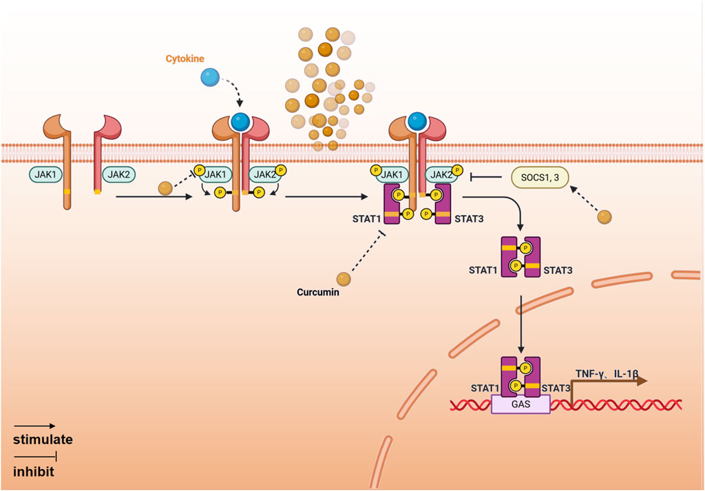 Illustration of the JAK-STAT signaling pathway. Cytokines bind to receptors, activating JAK1 and JAK2, which phosphorylate STAT1 and STAT3. STATs dimerize, translocate to the nucleus, and bind GAS, promoting TNF-γ and IL-1β expression. Curcumin inhibits the pathway, while SOCS1, 3 provide feedback inhibition.