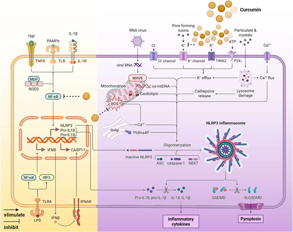 Diagram illustrating the NLRP3 inflammasome activation pathway. On the left, immune receptors like TNFR, TLR, and IL-1R activate NF-kB, promoting NLRP3 expression. The right side shows viral RNA, toxins, and crystals triggering mitochondrial ROS and calcium flux, leading to NLRP3 oligomerization. This results in caspase-1 activation, releasing inflammatory cytokines IL-18 and IL-1β and causing pyroptosis through GSDMD. Curcumin is shown as an inhibitor at various stages.