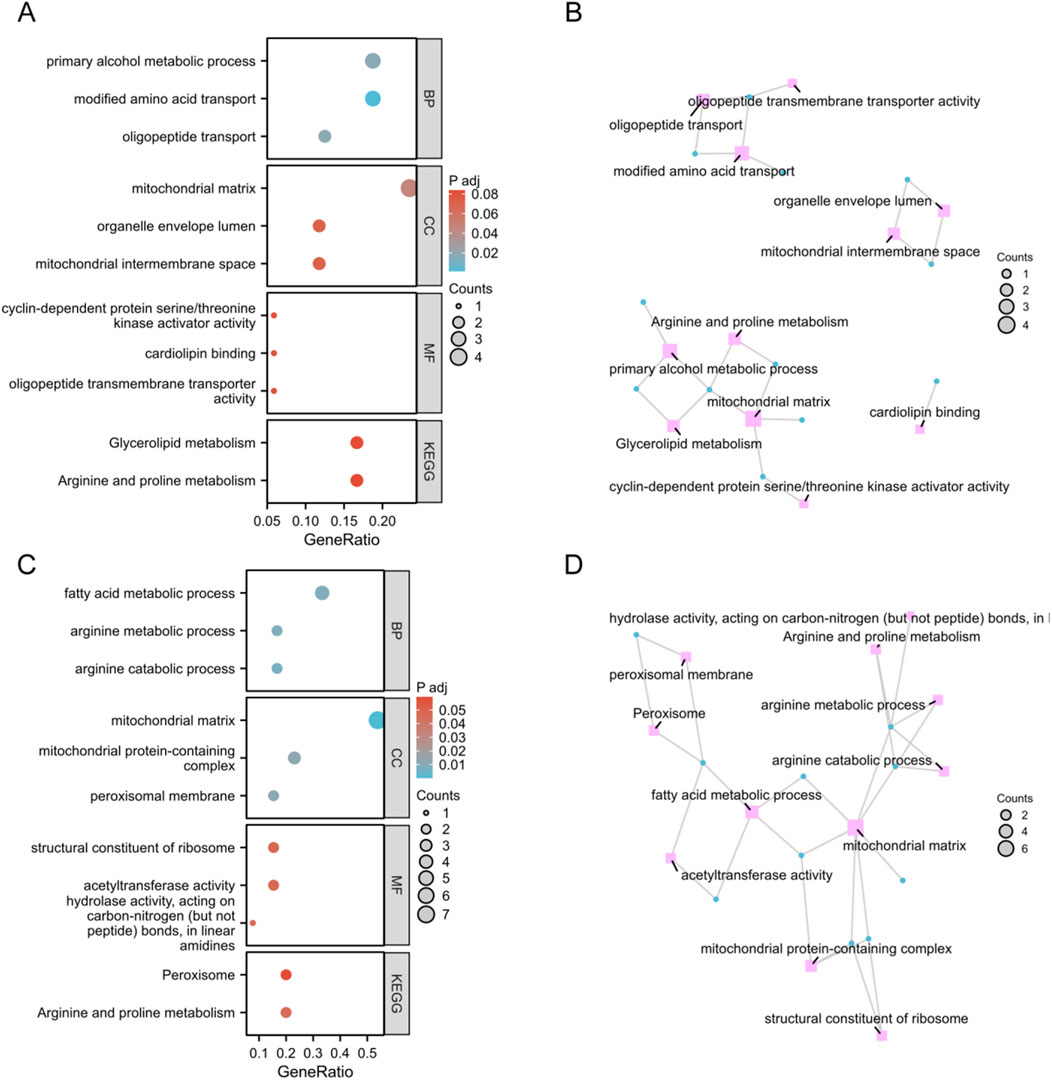 Panels A and C display dot plots illustrating gene enrichment analysis across categories such as Biological Process (BP), Cellular Component (CC), Molecular Function (MF), and KEGG pathways. Dot size indicates gene counts, and color represents adjusted P-values. Panels B and D show network diagrams mapping functional annotation clusters. Nodes represent pathways, with connecting lines visualizing shared genes. Color gradients in the dot plots and network sizes in the diagrams highlight the significance and overlap of enriched terms.