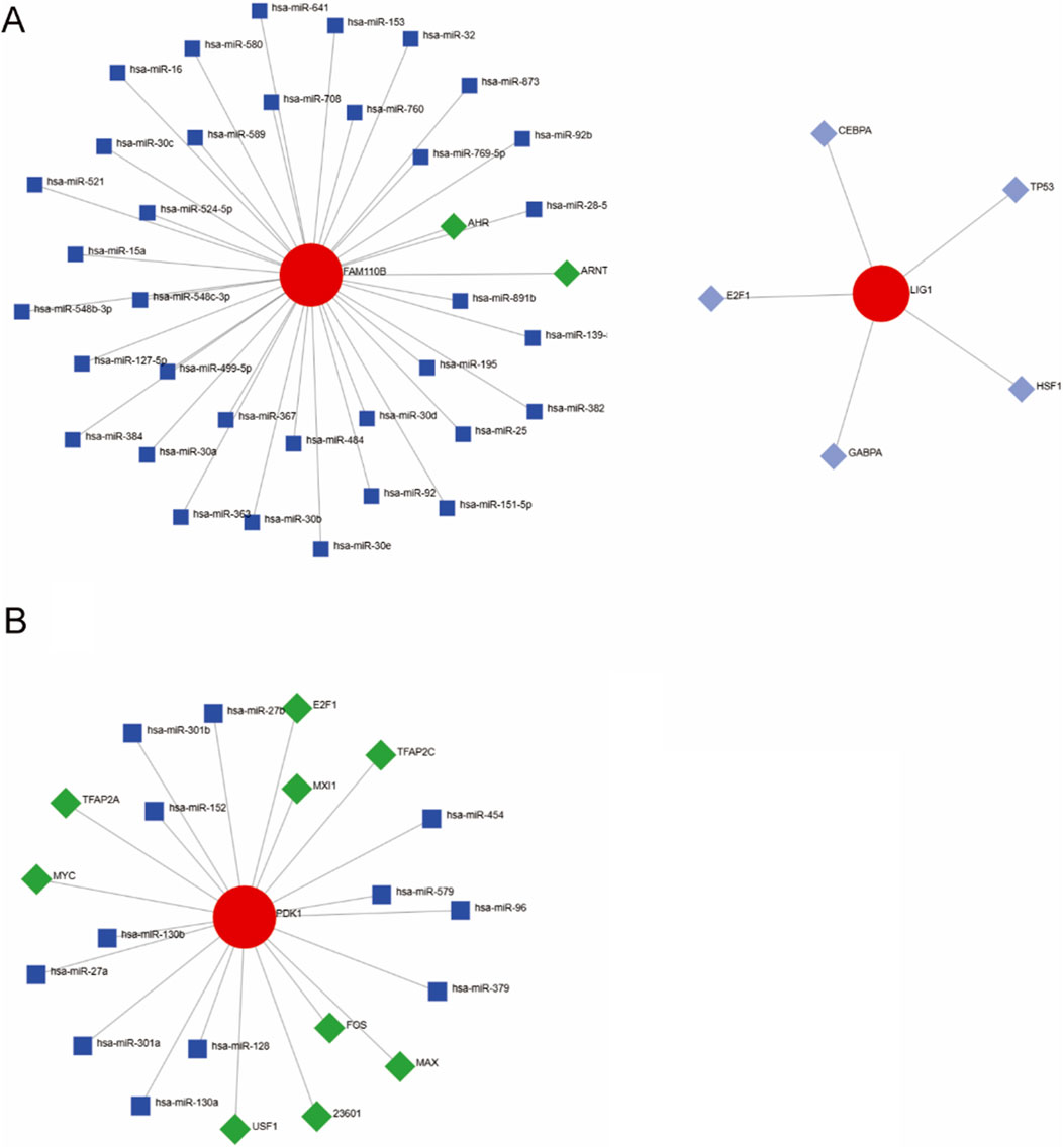 Diagram showing two network maps labeled A and B. In A, FAM110B connects to multiple blue square nodes labeled with different hsa-miR identifiers and connects to green diamond nodes labeled AHR and ARNT. LIG1 connects to diamond nodes labeled CEBPA, TP53, E2F1, GABPA, and HSF1. In B, PDK1 connects to blue square nodes with hsa-miR identifiers and to green diamond nodes labeled with genes such as MXI1, MYC, FOS, and others. Lines indicate relationships or interactions.