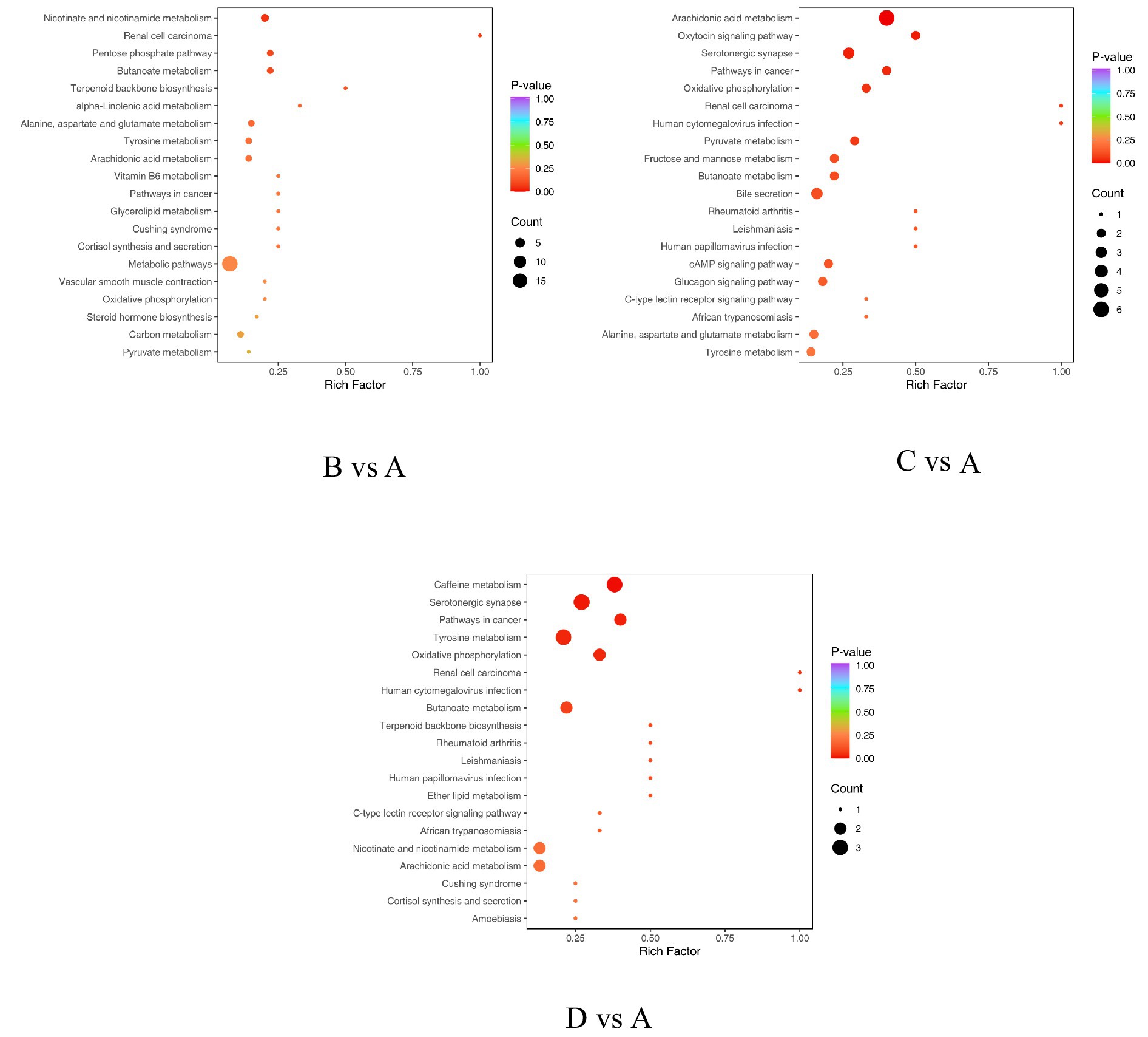 Three scatter plots compare rich factors and p-values for various pathways. The top left plot (B vs A) shows numerous pathways with varying p-values and counts, colored from red to purple. The top right plot (C vs A) features pathways similar to B vs A, with higher rich factors. The bottom plot (D vs A) displays a range of pathways with higher counts marked by larger dots. Each plot uses color and size to indicate p-values and counts, respectively.
