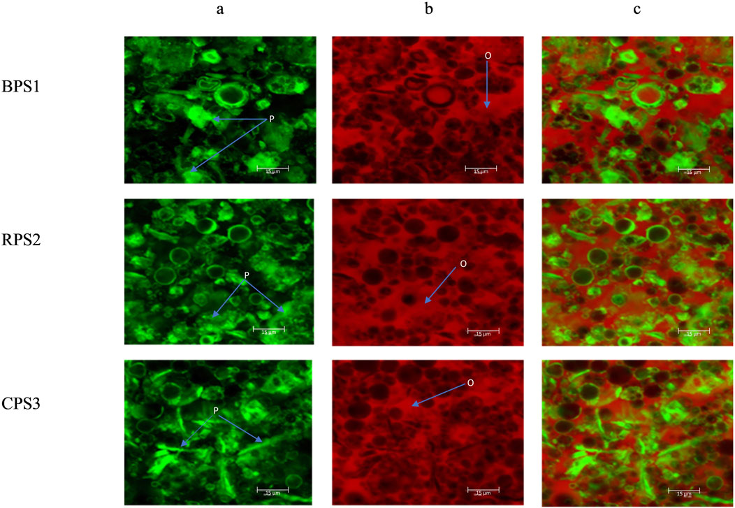 Microscopic images showing three rows labeled BPS1, RPS2, and CPS3. Each row has three columns labeled a, b, c. Column 'a' displays green-stained structures marked with 'P', column 'b' shows red-stained structures marked with 'O', and column 'c' is a combined green and red image. Scale bars indicate 15 micrometers.