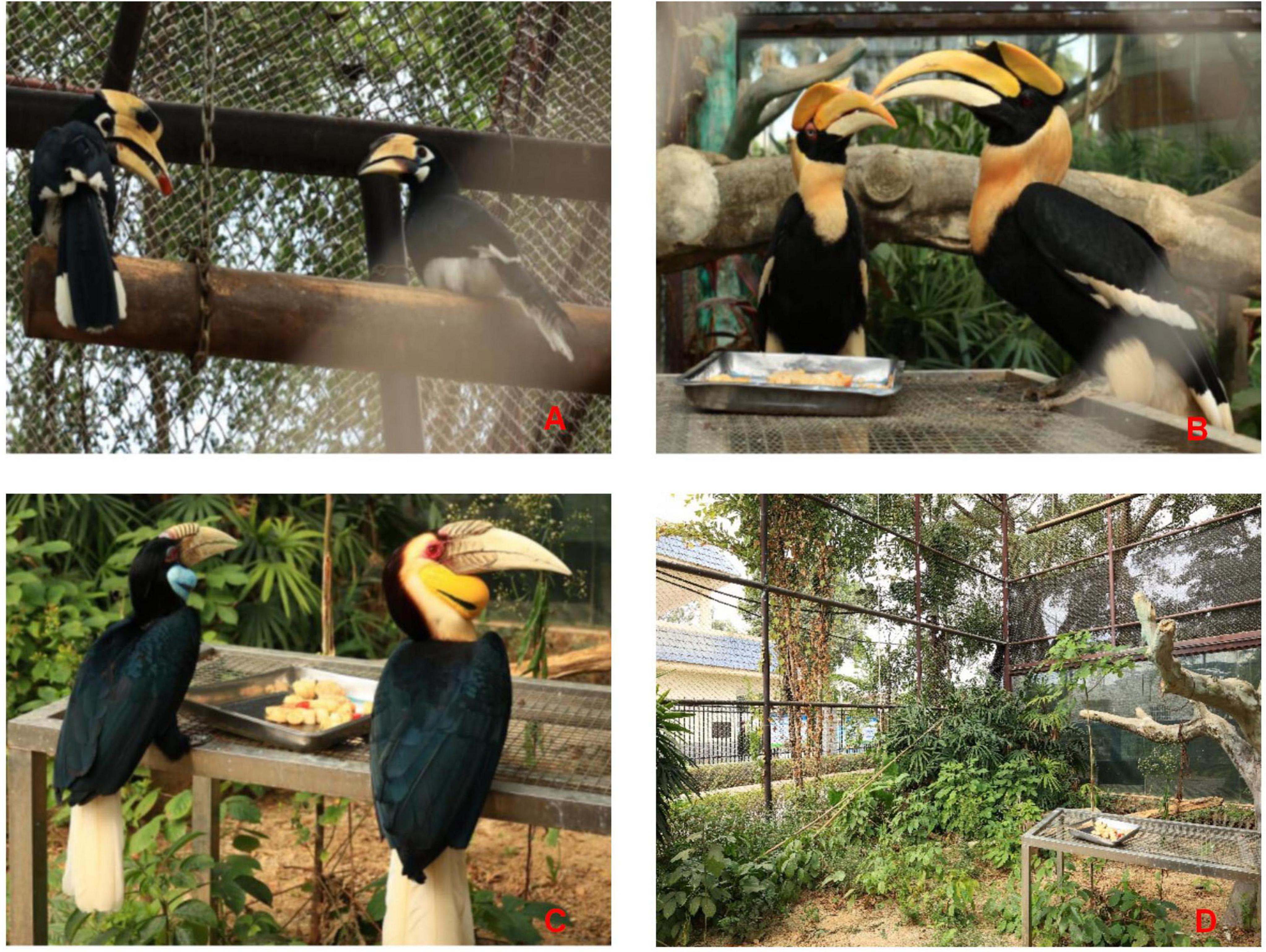 A set of four images labeled A to D, featuring hornbills in a fenced enclosure. A: Two hornbills perched on a wooden branch. B: Two hornbills face each other near a food tray. C: Two hornbills stand beside a tray with food, surrounded by greenery. D: An enclosure with dense foliage and a single hornbill near a food tray.